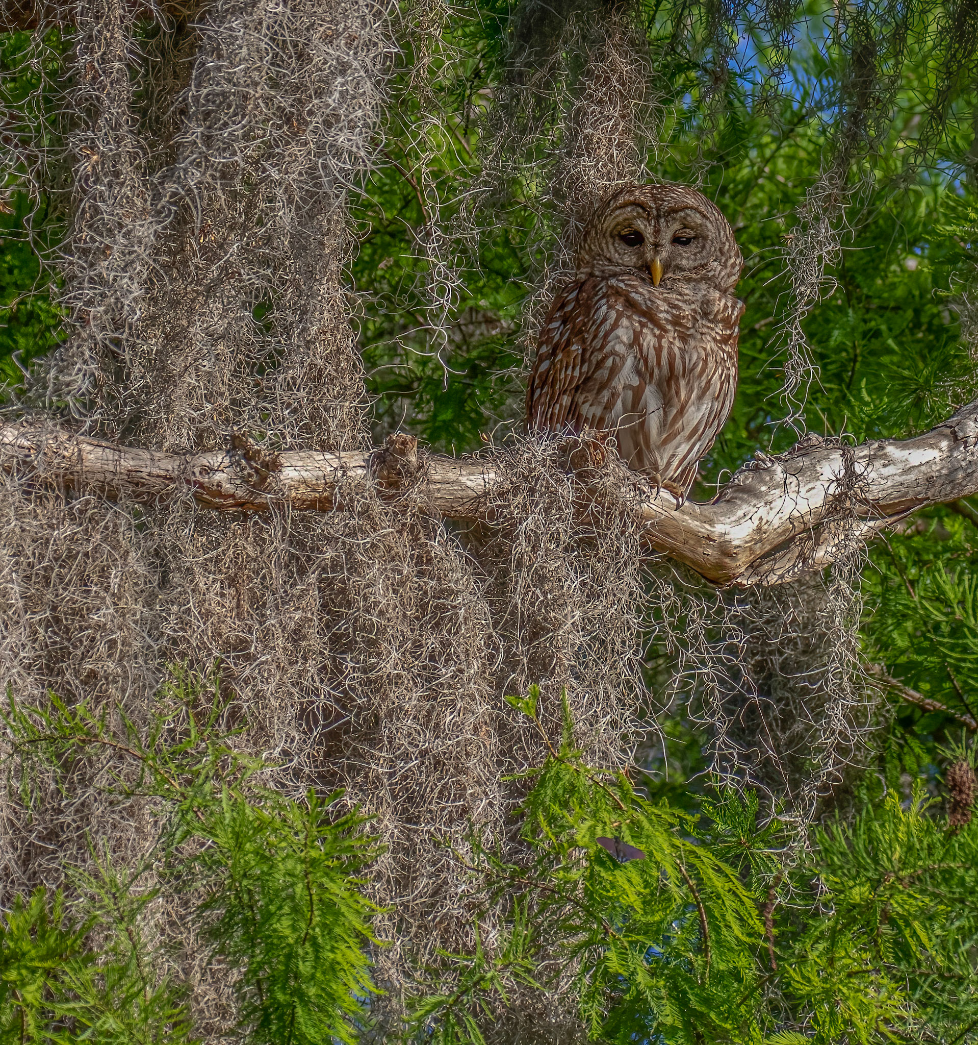 Barred Owl Perched on Spanish Moss - (bromeliad)