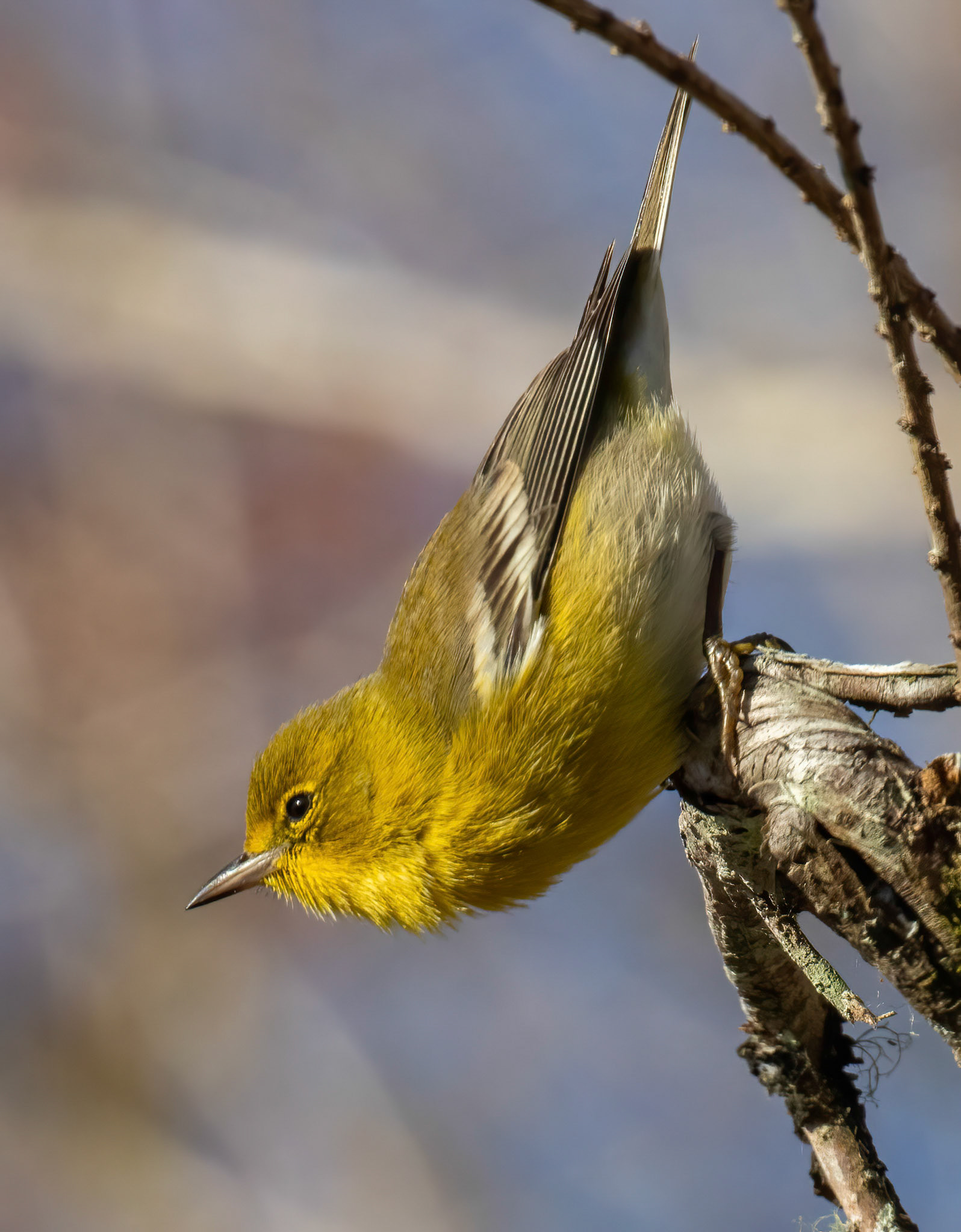 Pine Warbler