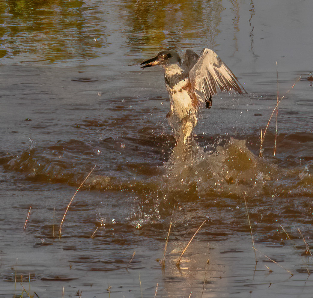 Belted Kingfisher - sequence