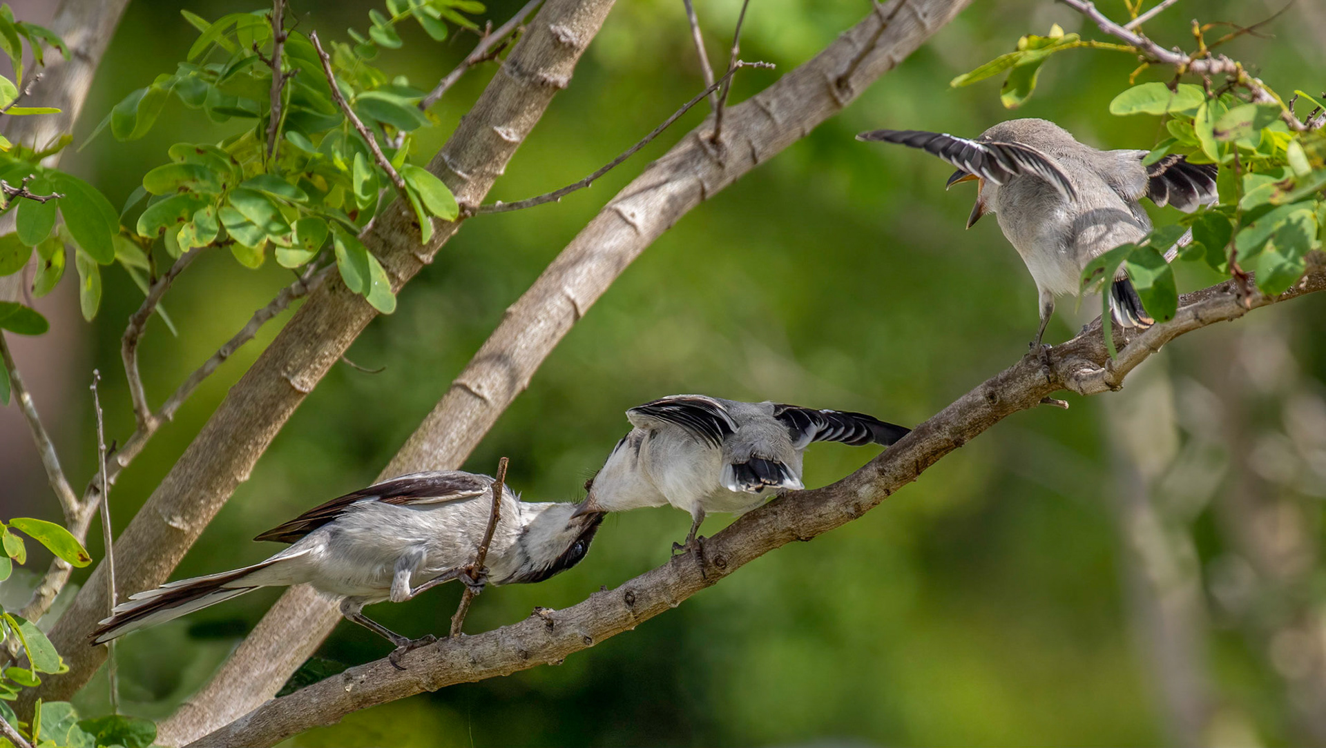 Northern Shrike - Female & Immature