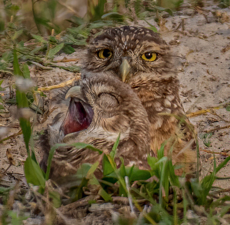 Owlet Yawn