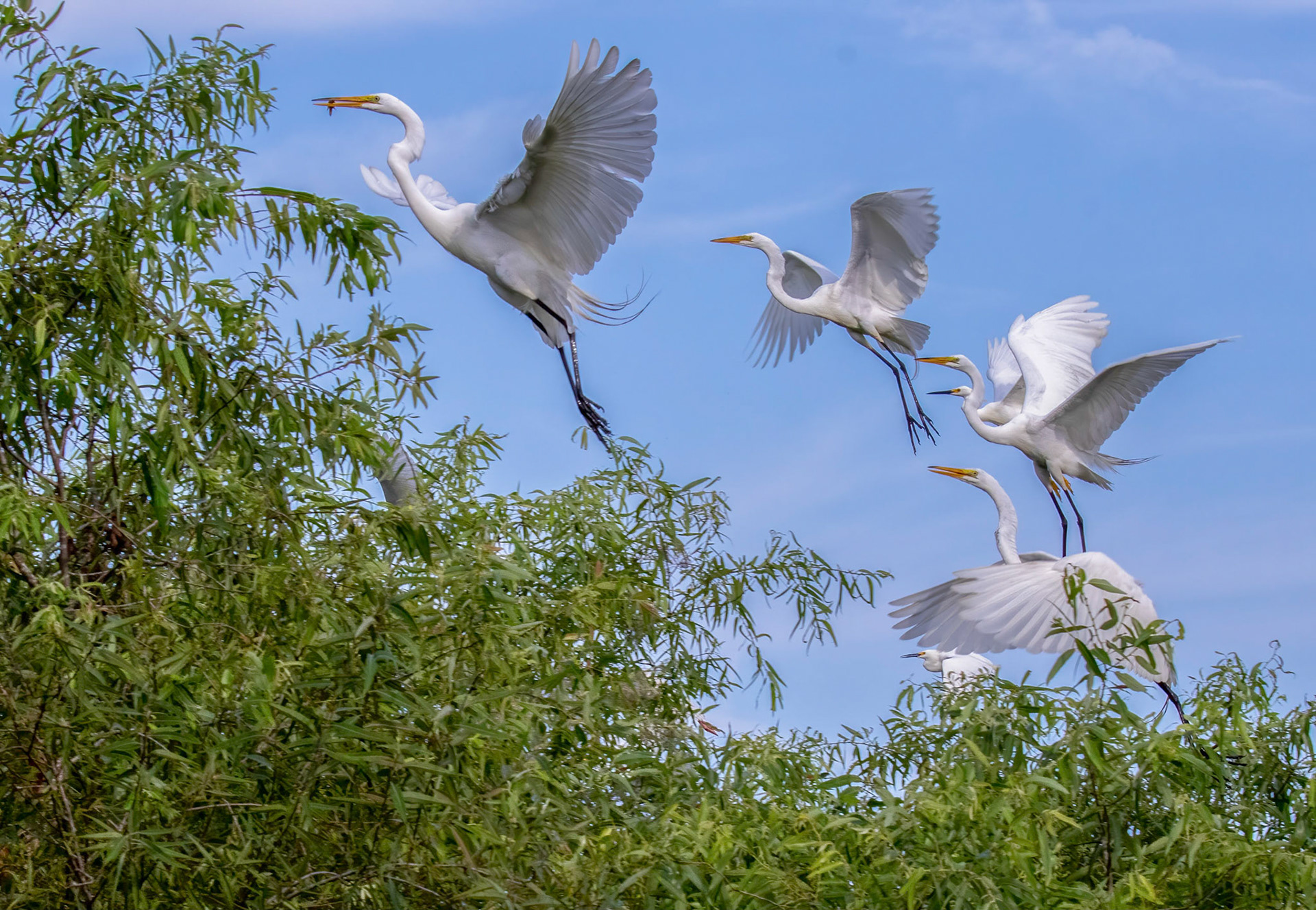 Great Egrets & 2 Snowy Egrets with Black Beaks