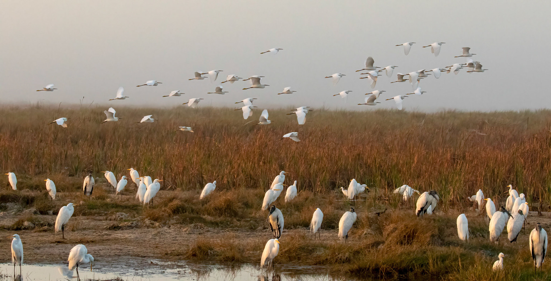 Snowy Egrets in flight, Great Egrets, & Wood Storks