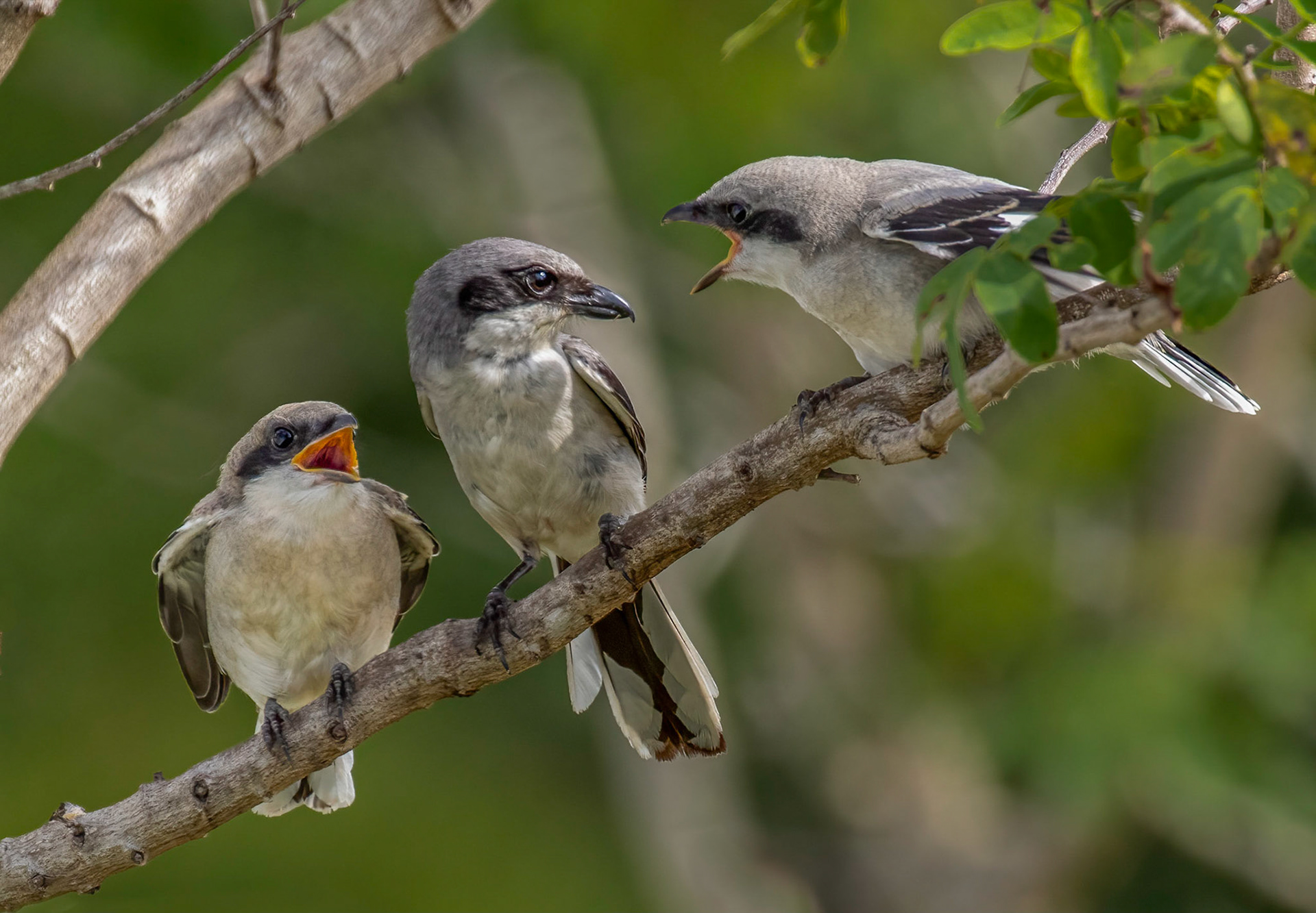 Northern Shrike - Female & Immature