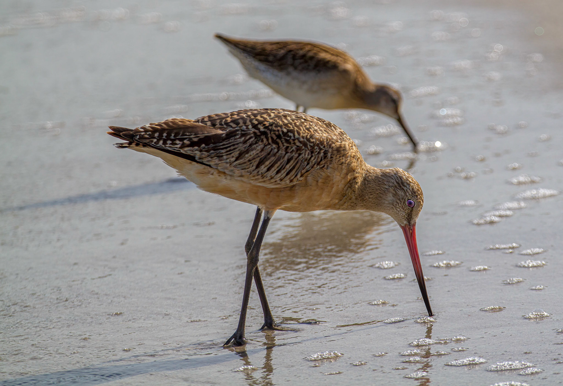 Marbled Godwits