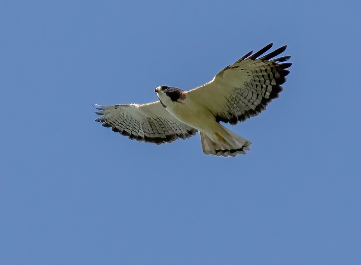 Broad-winged Hawk