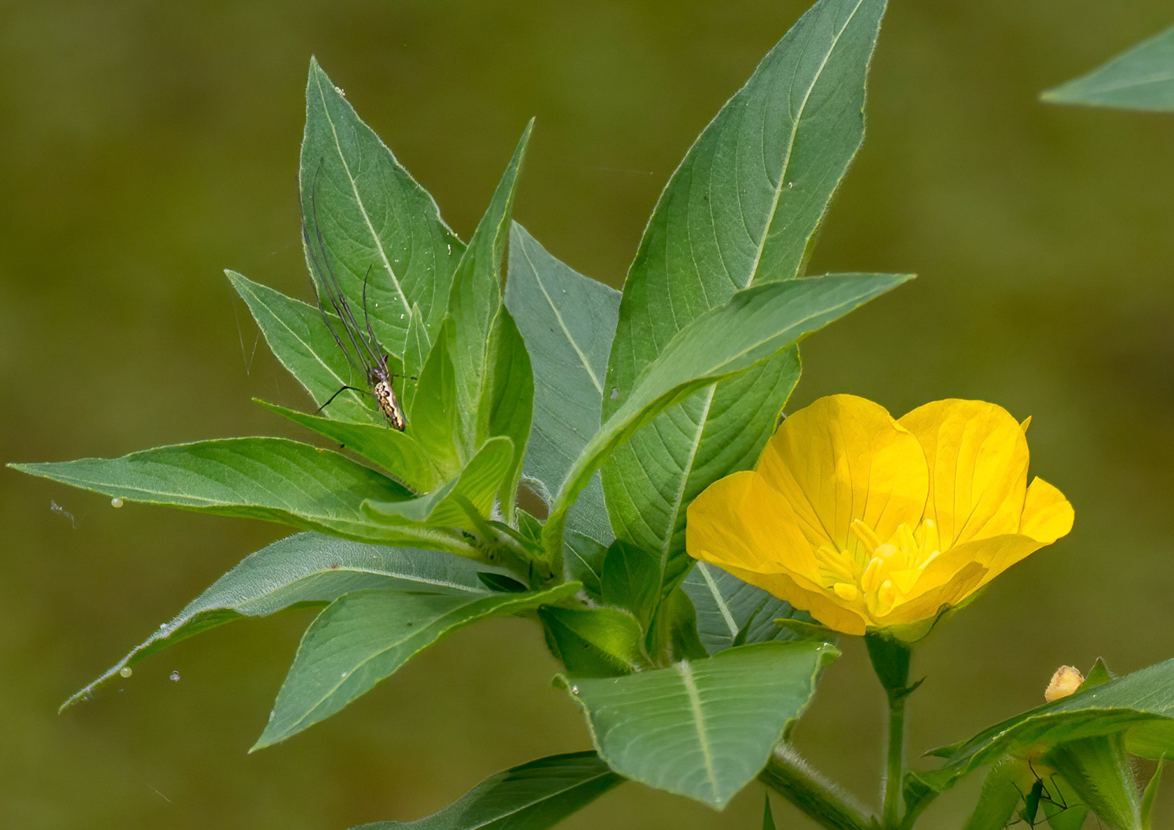 Golden Orbweaver on Yellow Alder Leaf