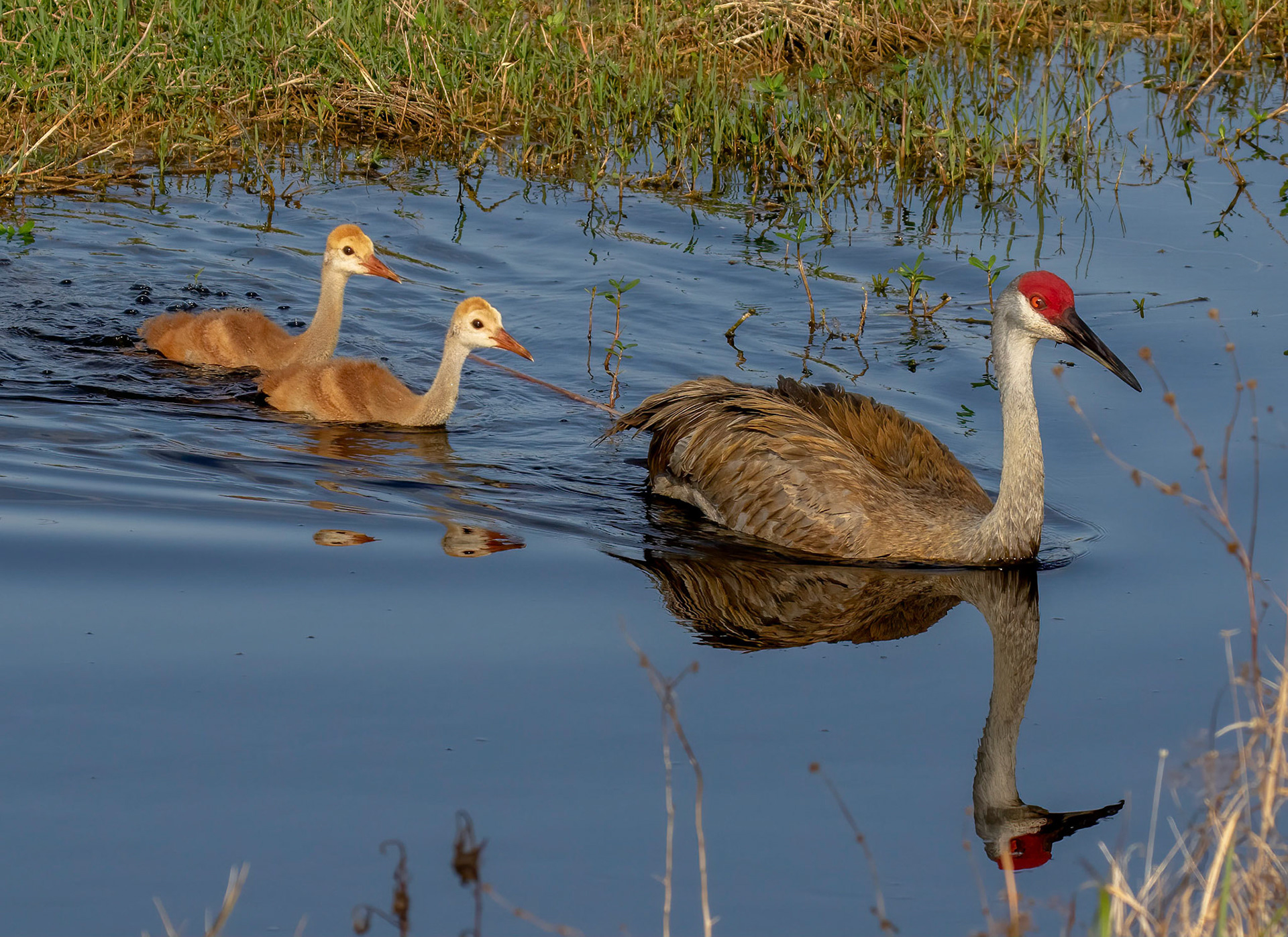 Sandhill Crane chicks can leave the nest within 8 hours of hatching, and are even capable of swimming.