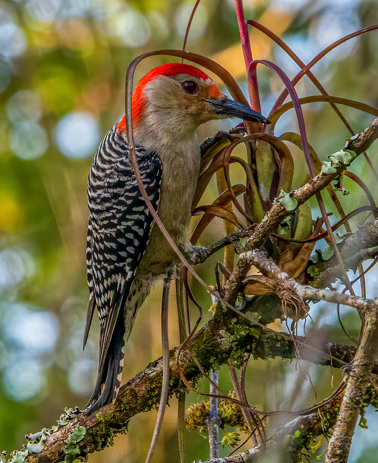 Red-bellied Woodpecker feeding from bromeliad recesses