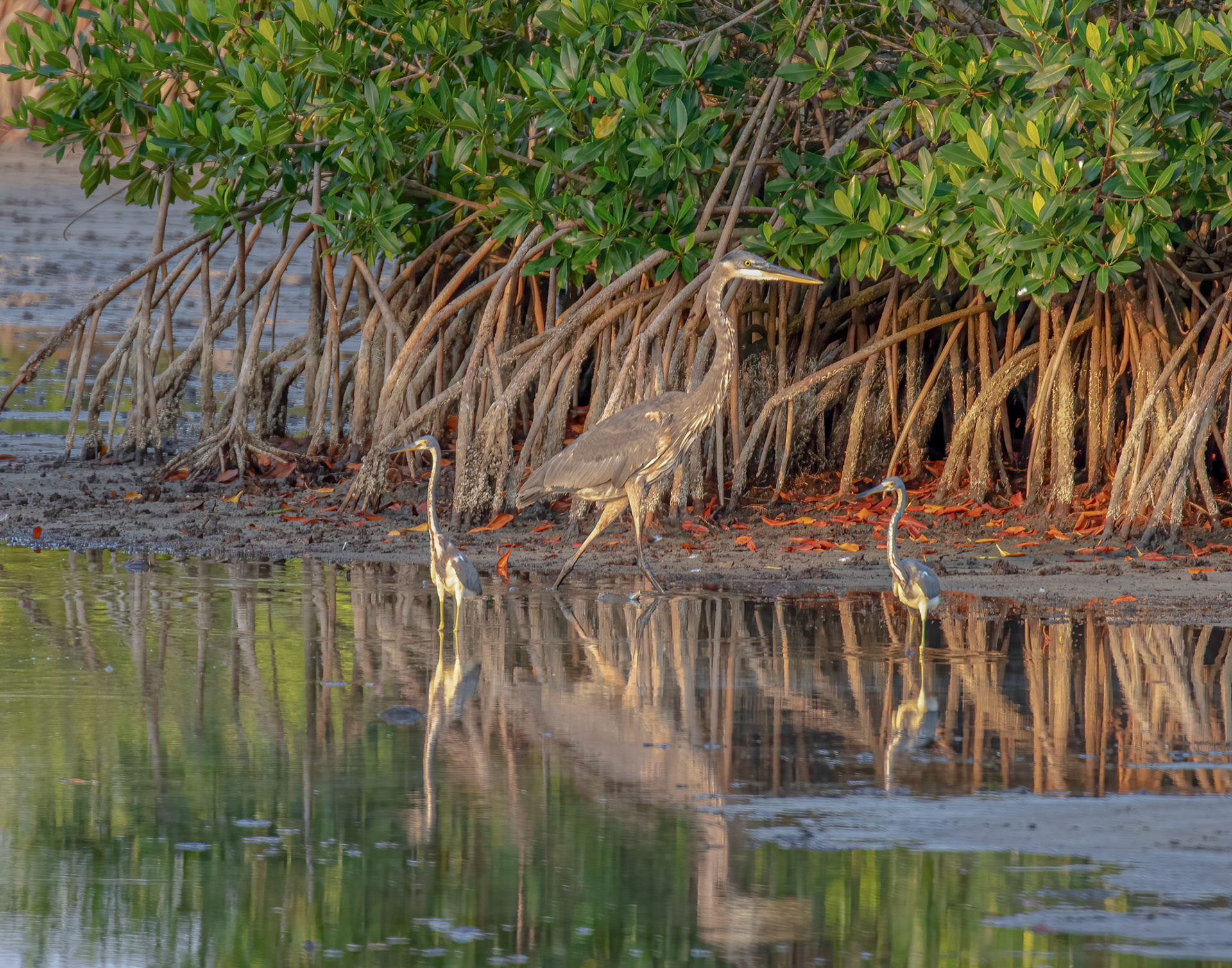 Immature Great Blue heron & 2 Tricolored Herons
