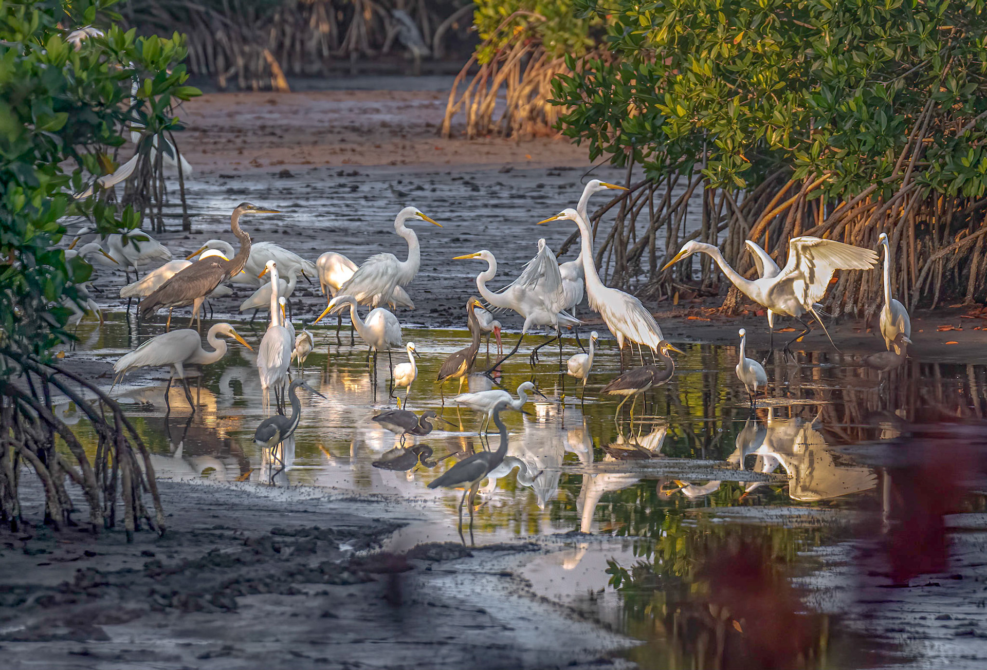 Great Egrets, Snowy Egrets, Great Blue Heron, Tri-Colored Herons