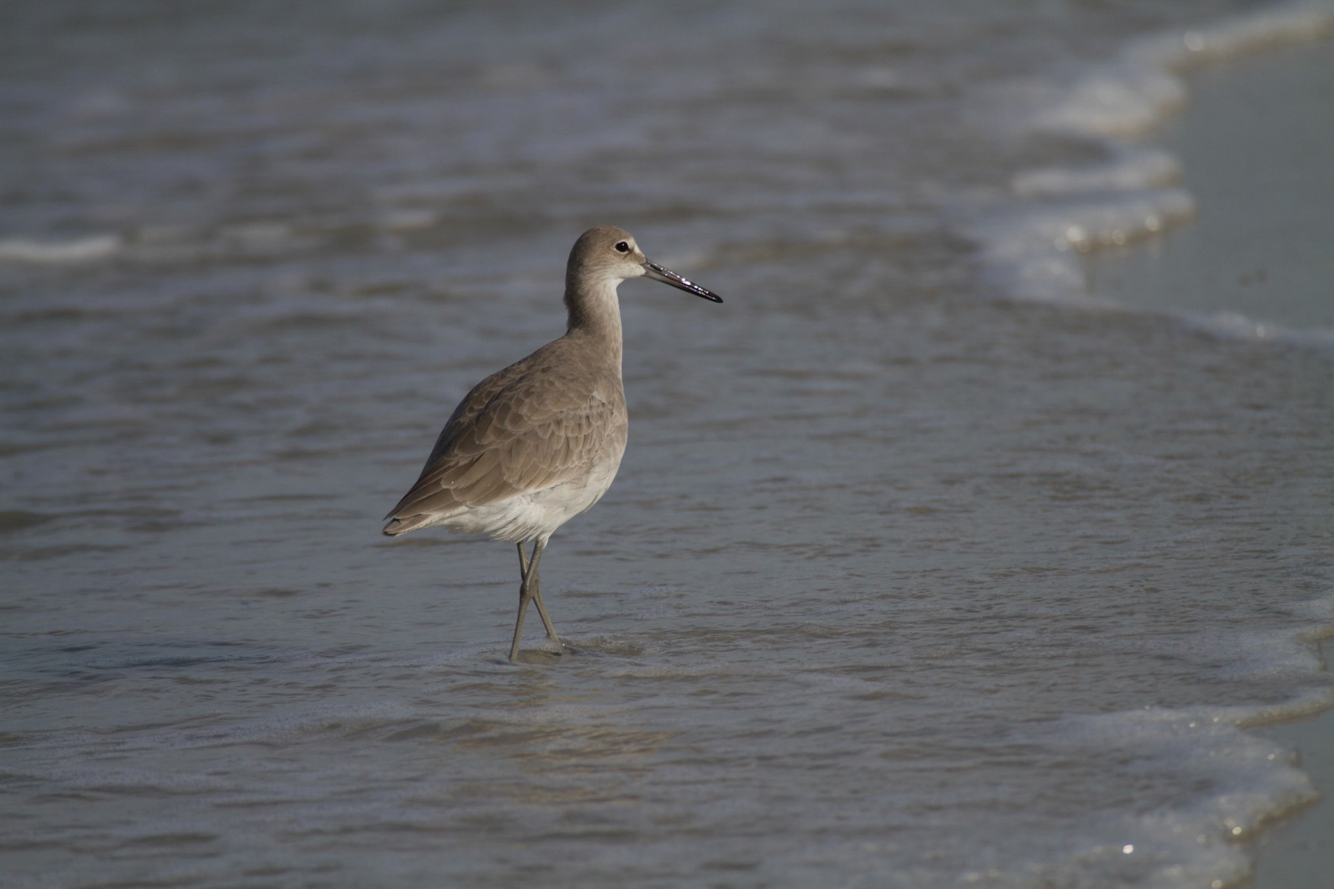 Willet