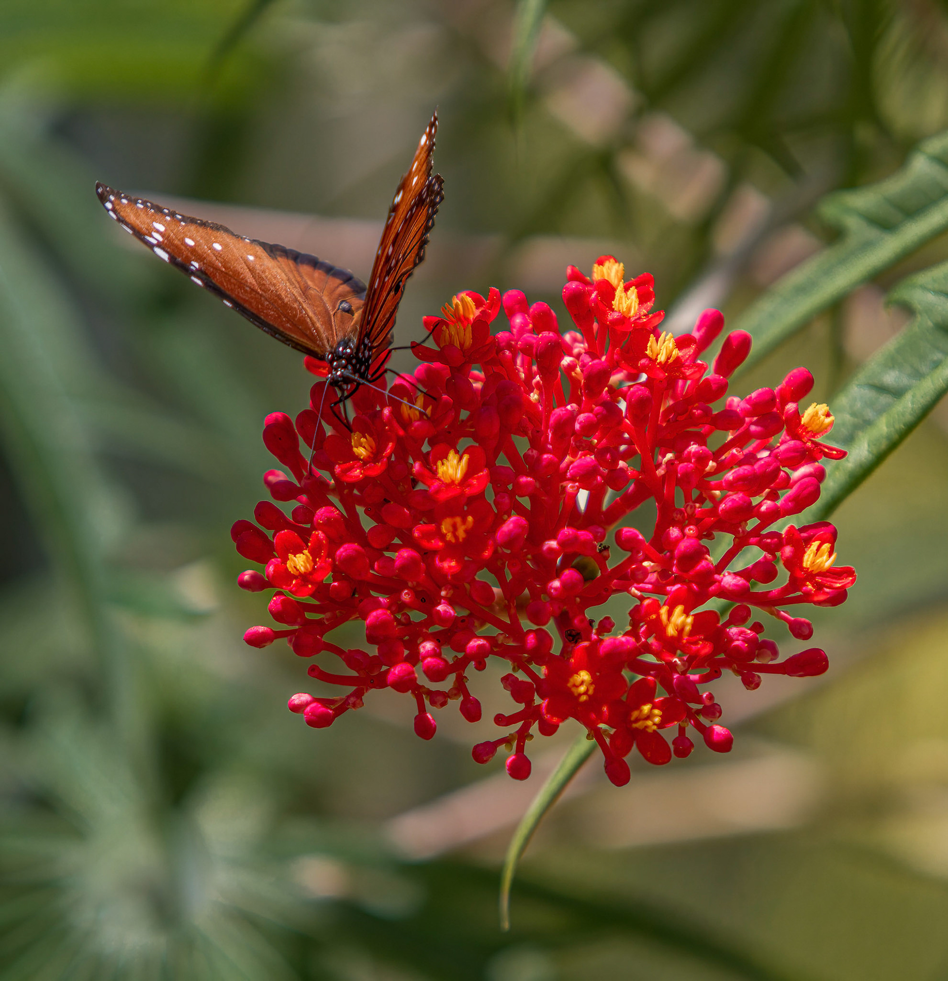 Queen Butterfly on Lantania