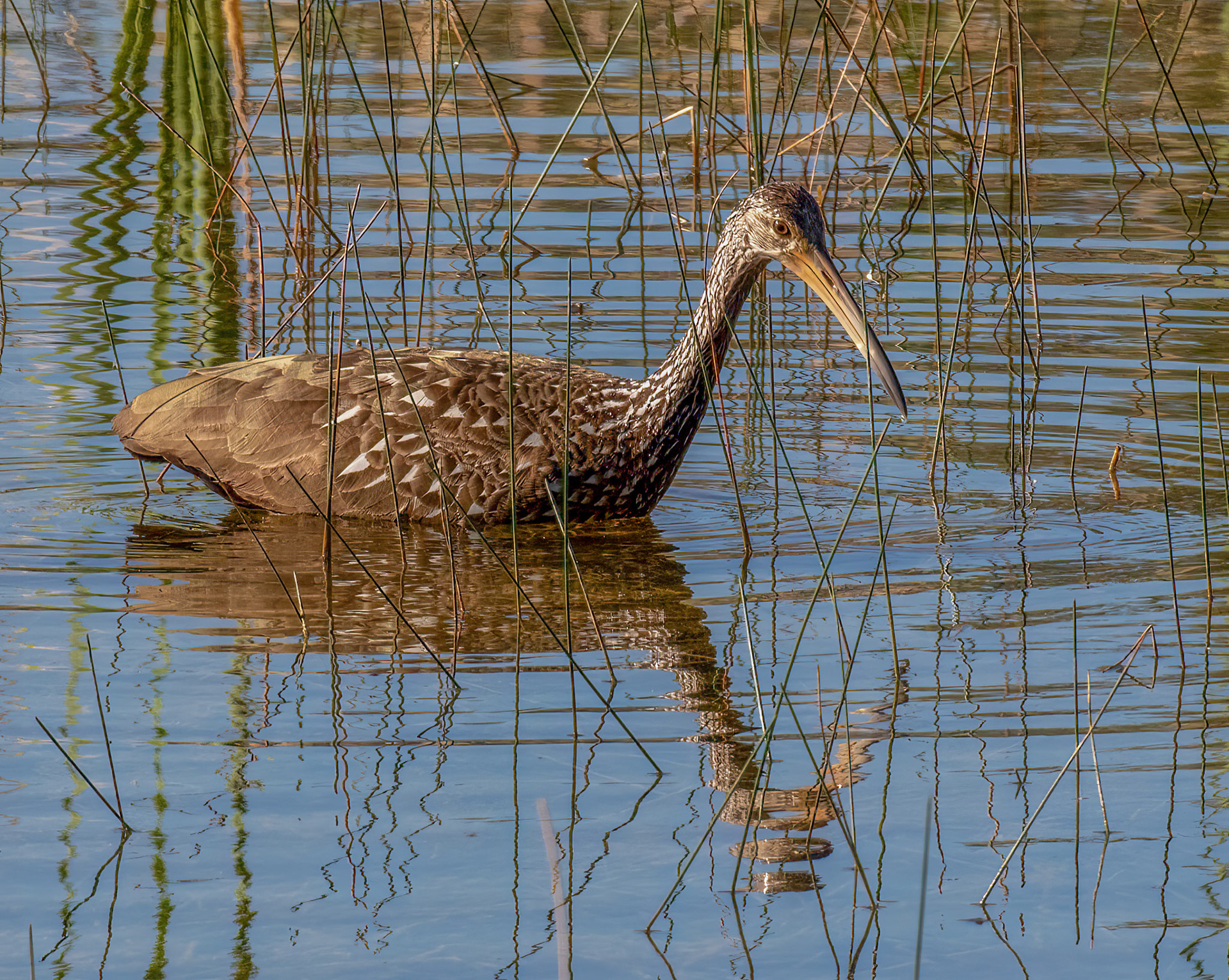 Limpkin