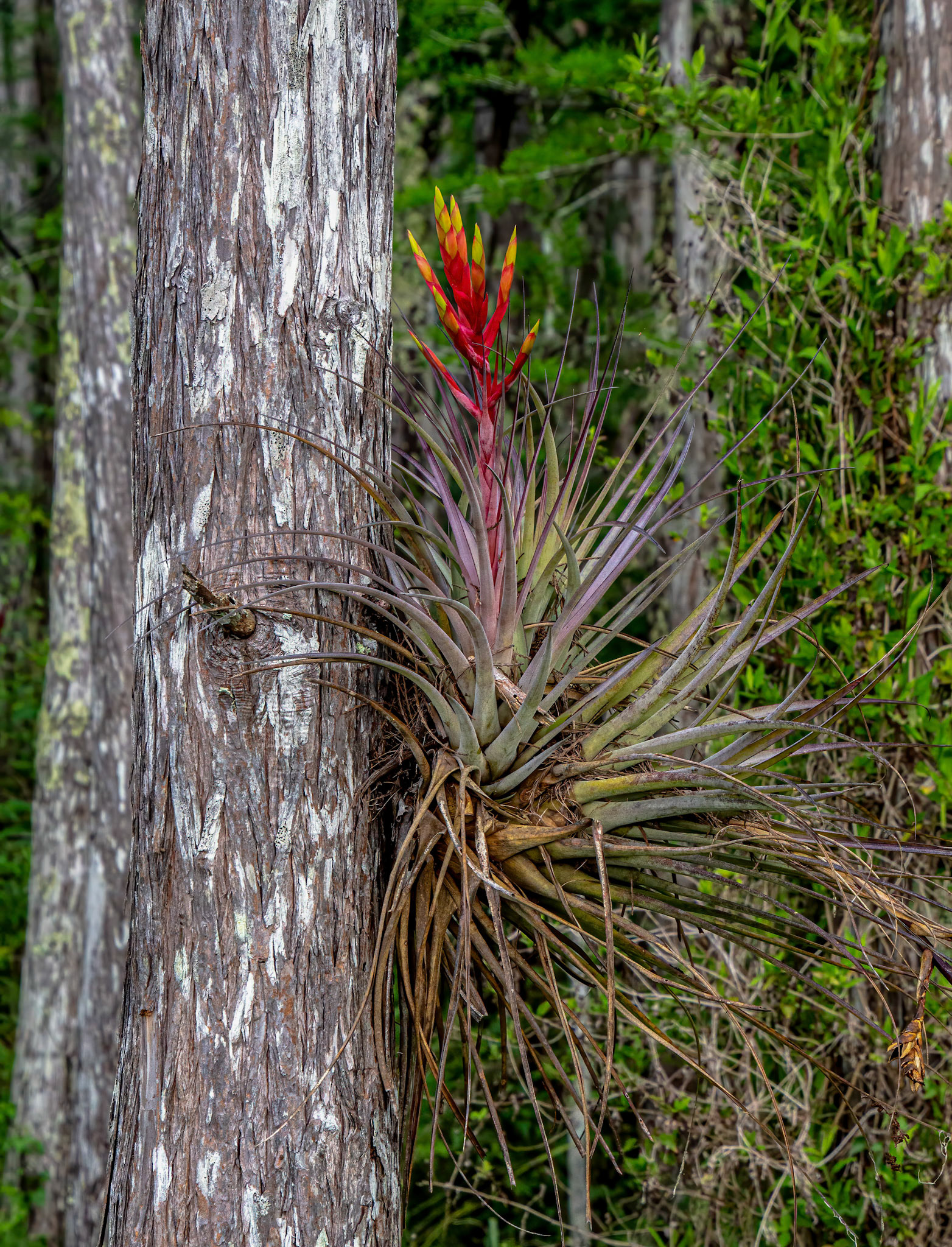 Cardinal Air Plant - a Bromeliad