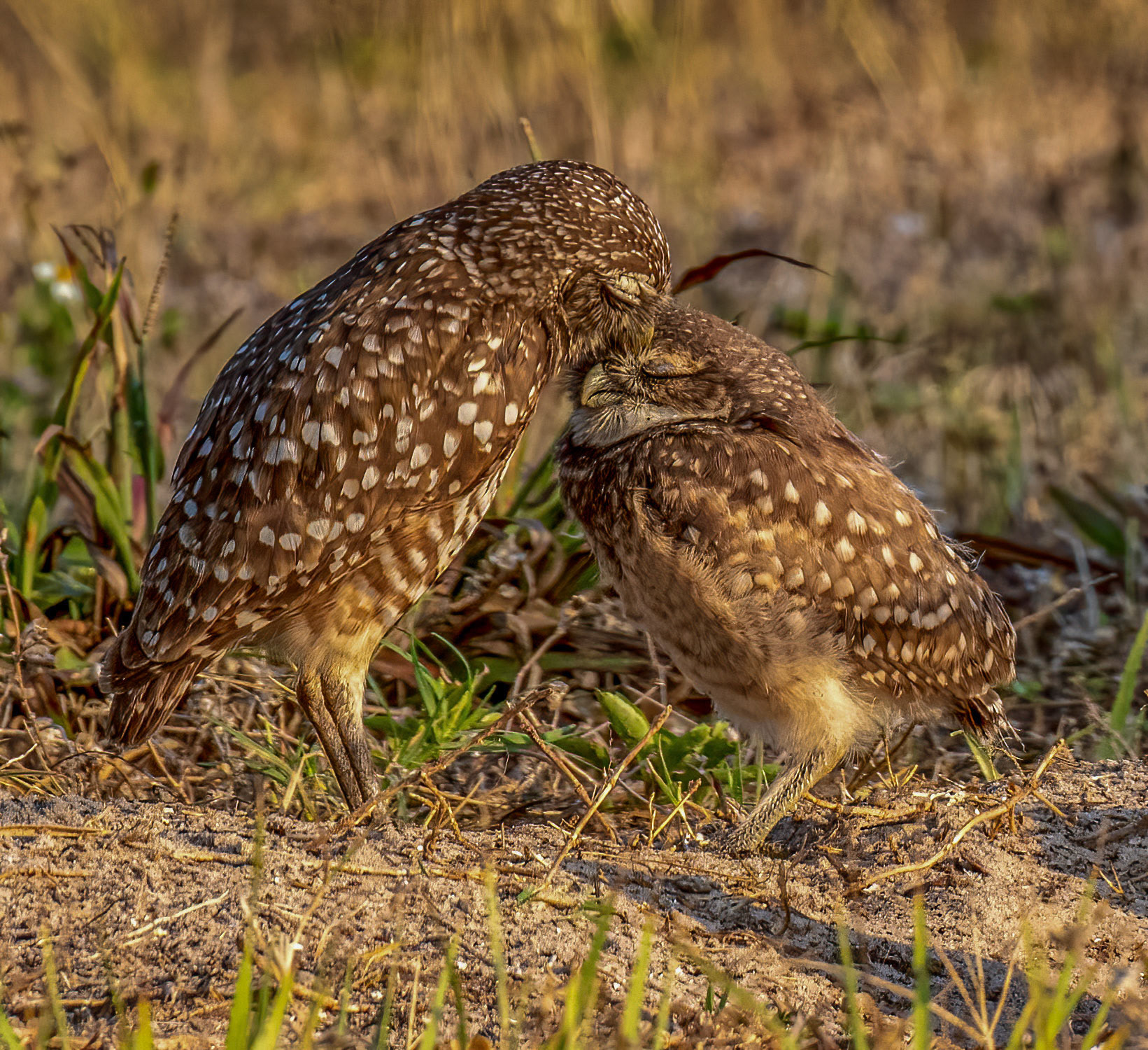 Nurturing Female & Owlet