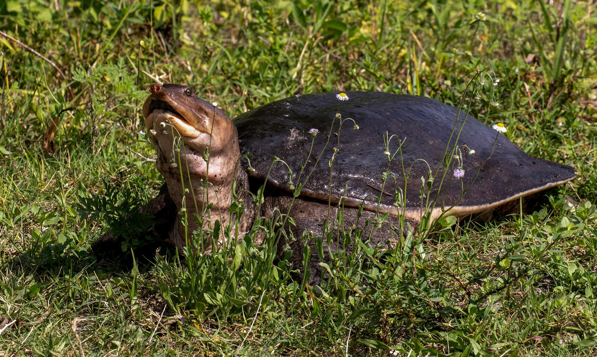 Florida Softshell Turtle