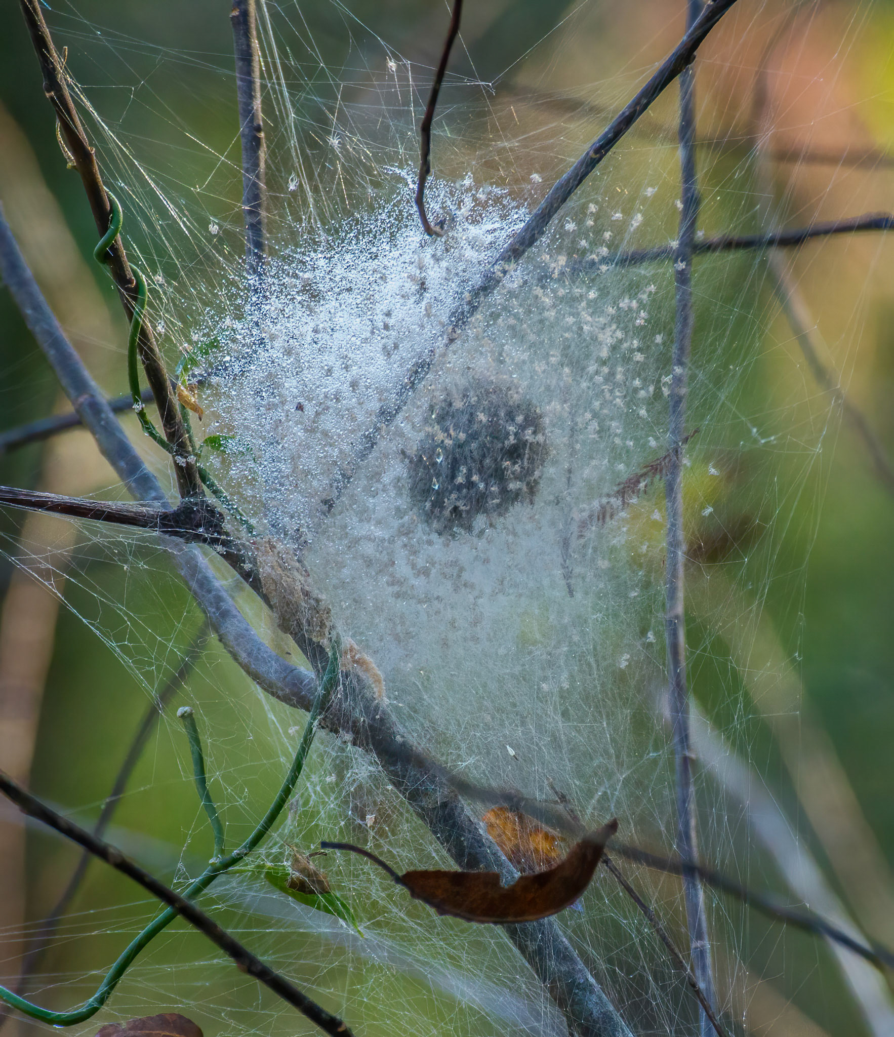 Hundreds of Sheetweavers