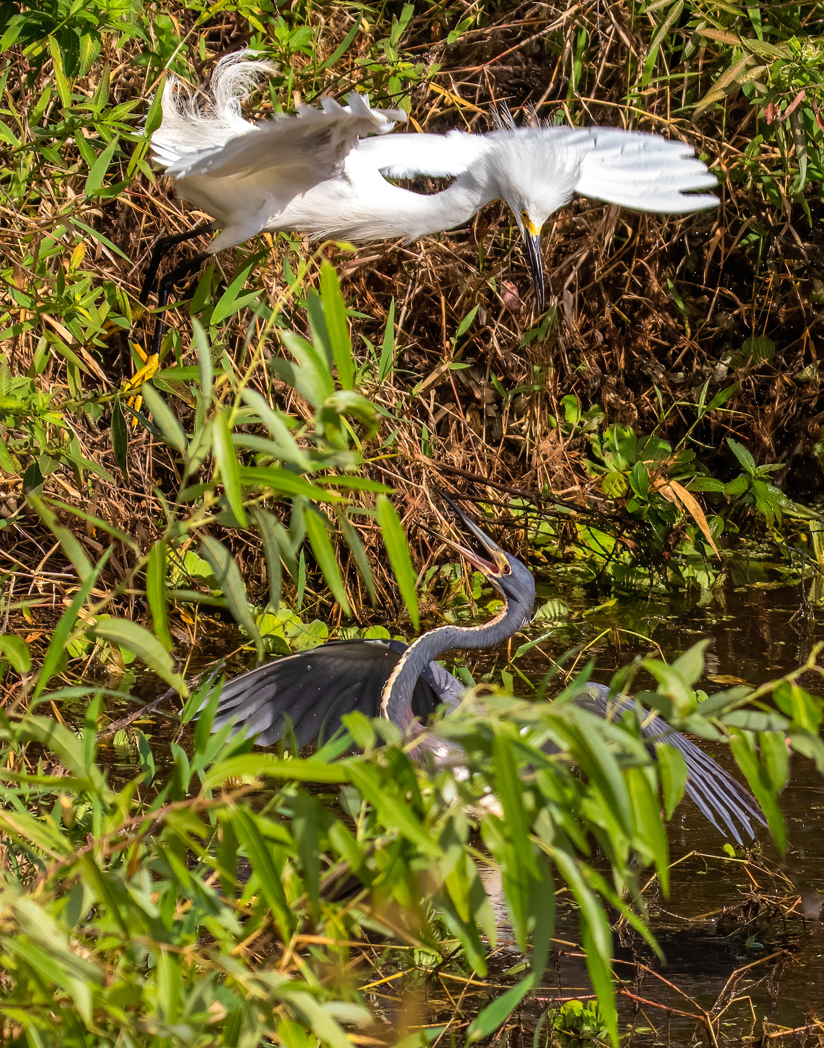 Snowy Egret & Tri-colored Heron