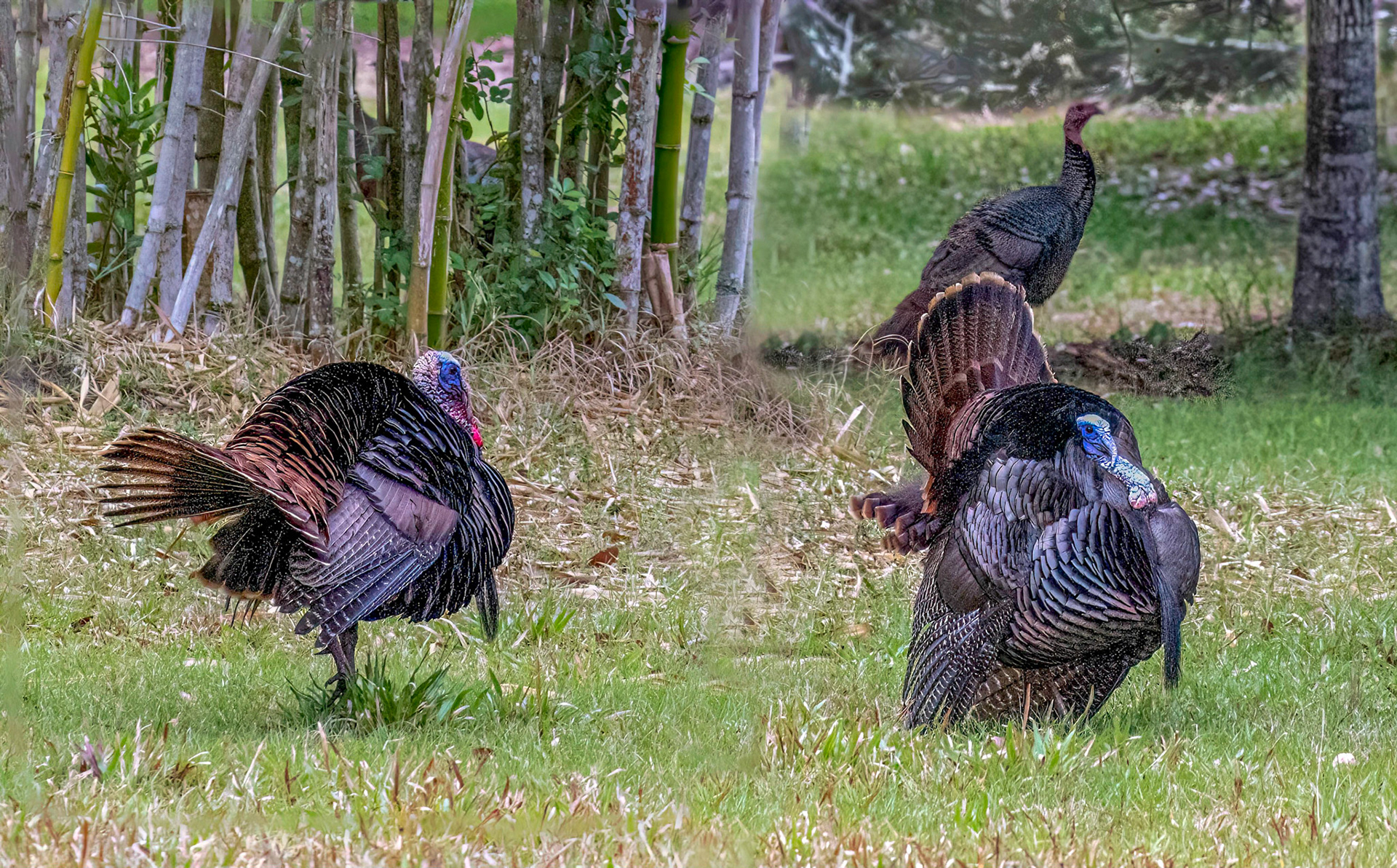 Wild Turkey - female in the background