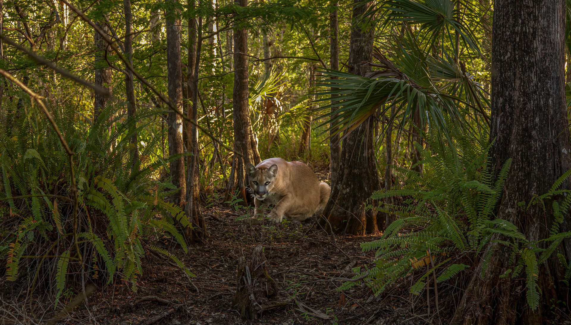 Florida Panther (Graphic Art)
