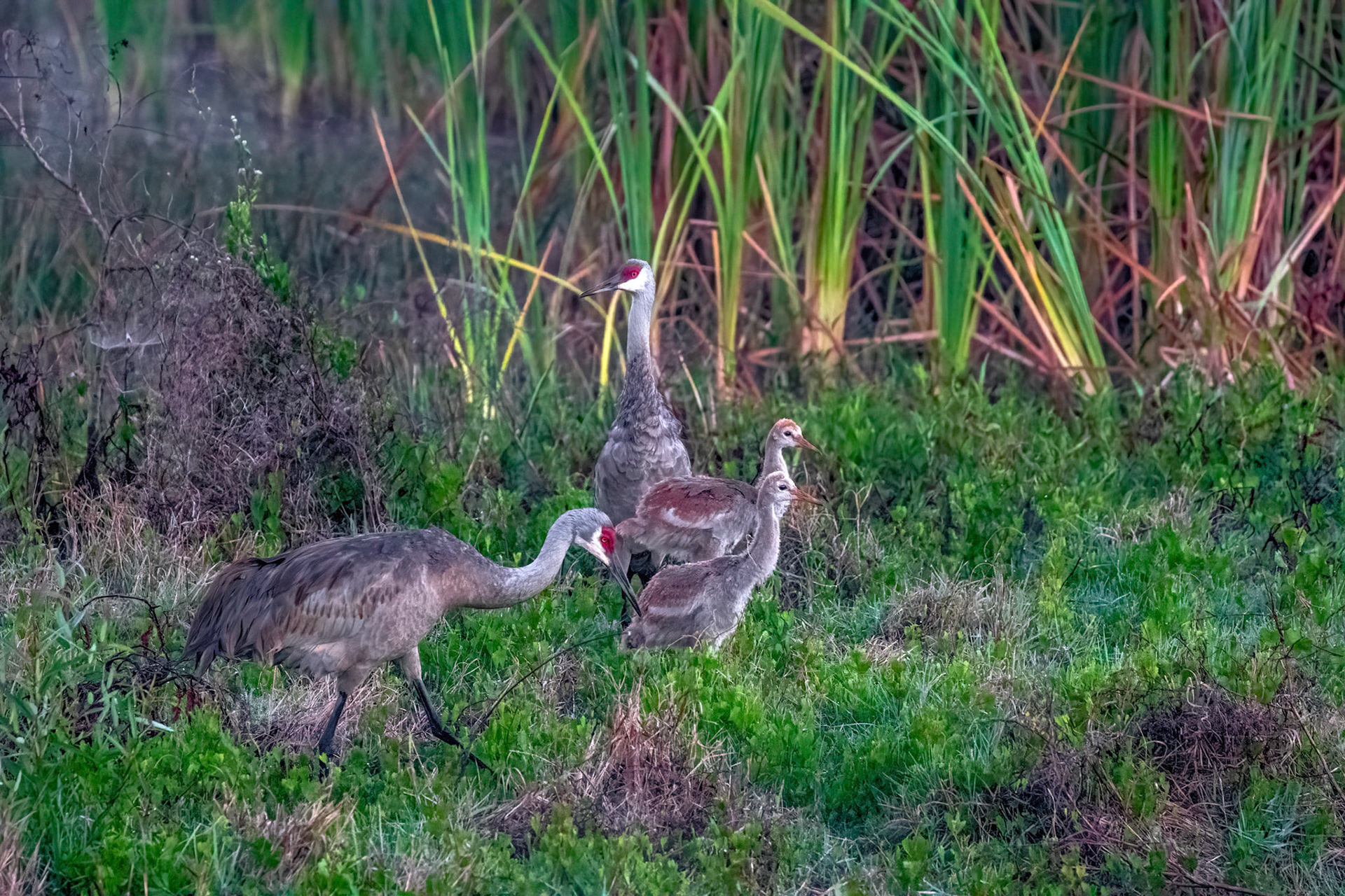 They mate for life and stay with their mates year-round.