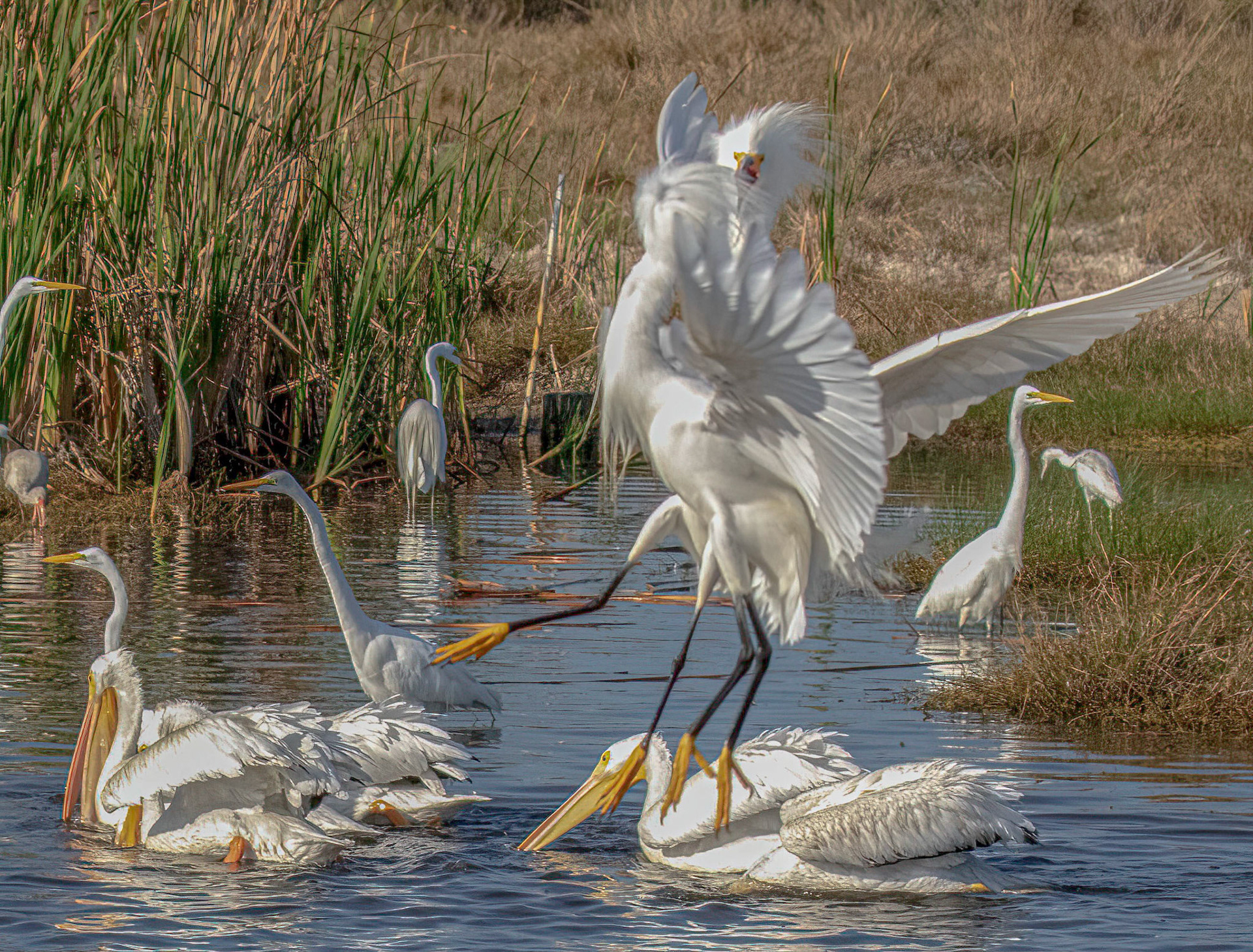 Snowy Egret Conflict