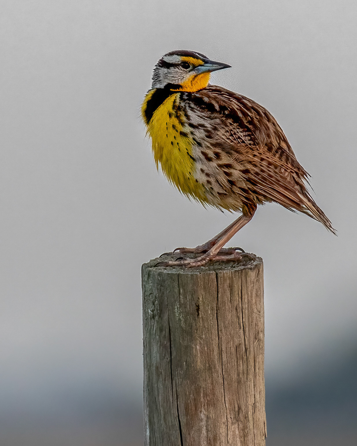Meadowlark - Immature
