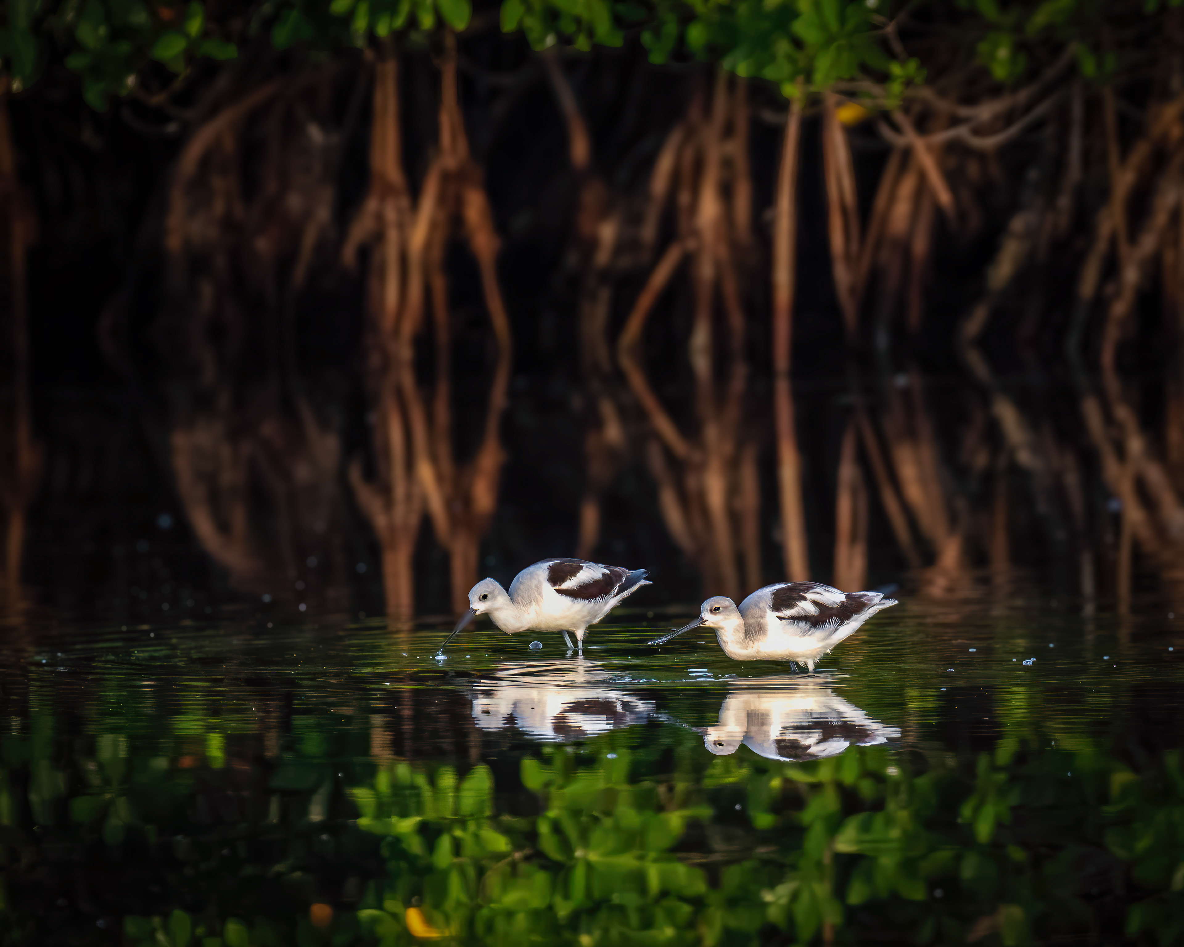 Avocet mating pair