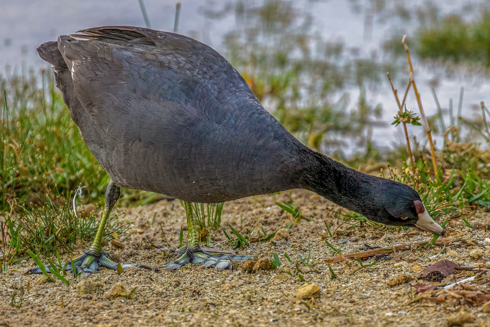American Coot