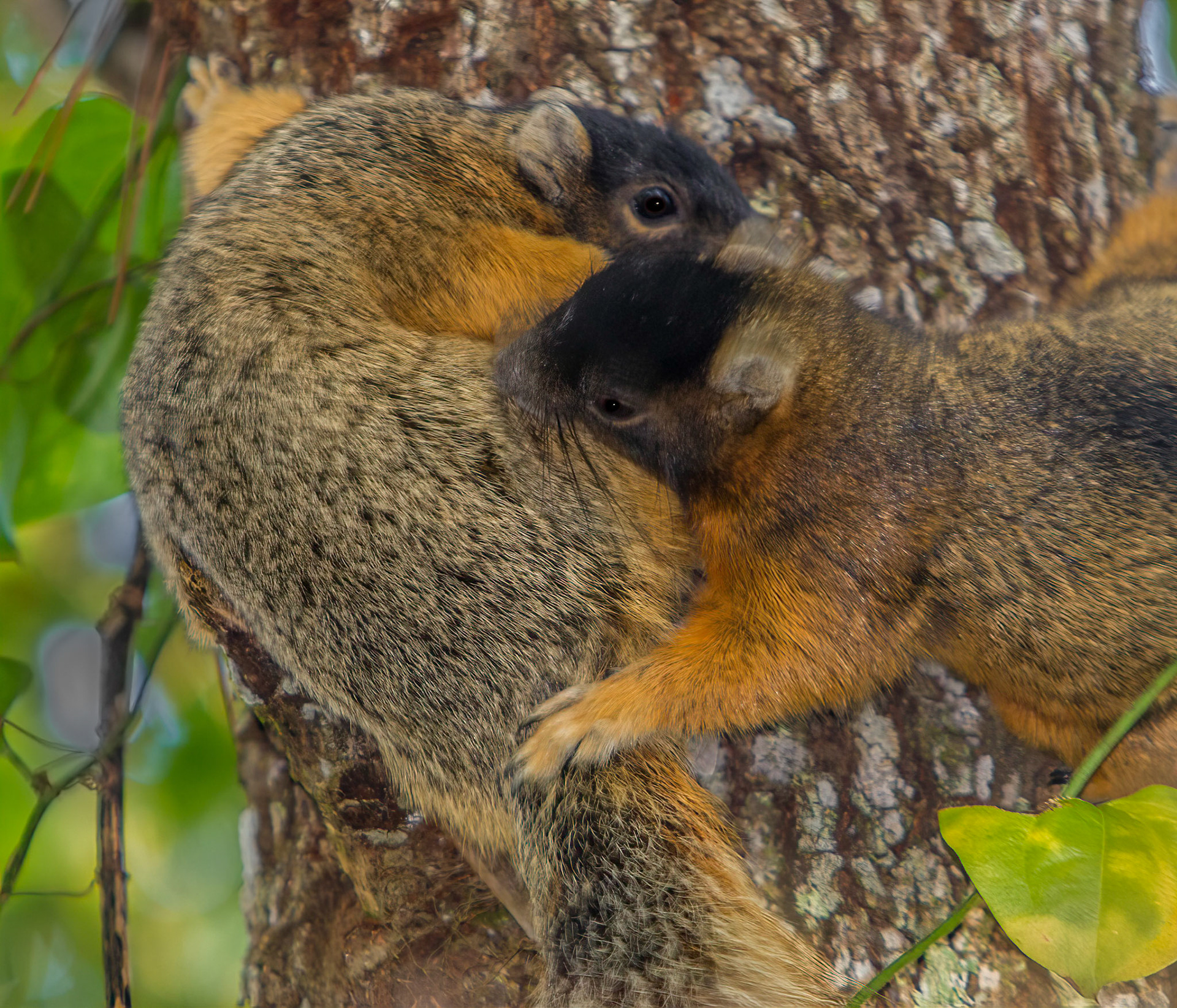 Sherman’s Fox Squirrels