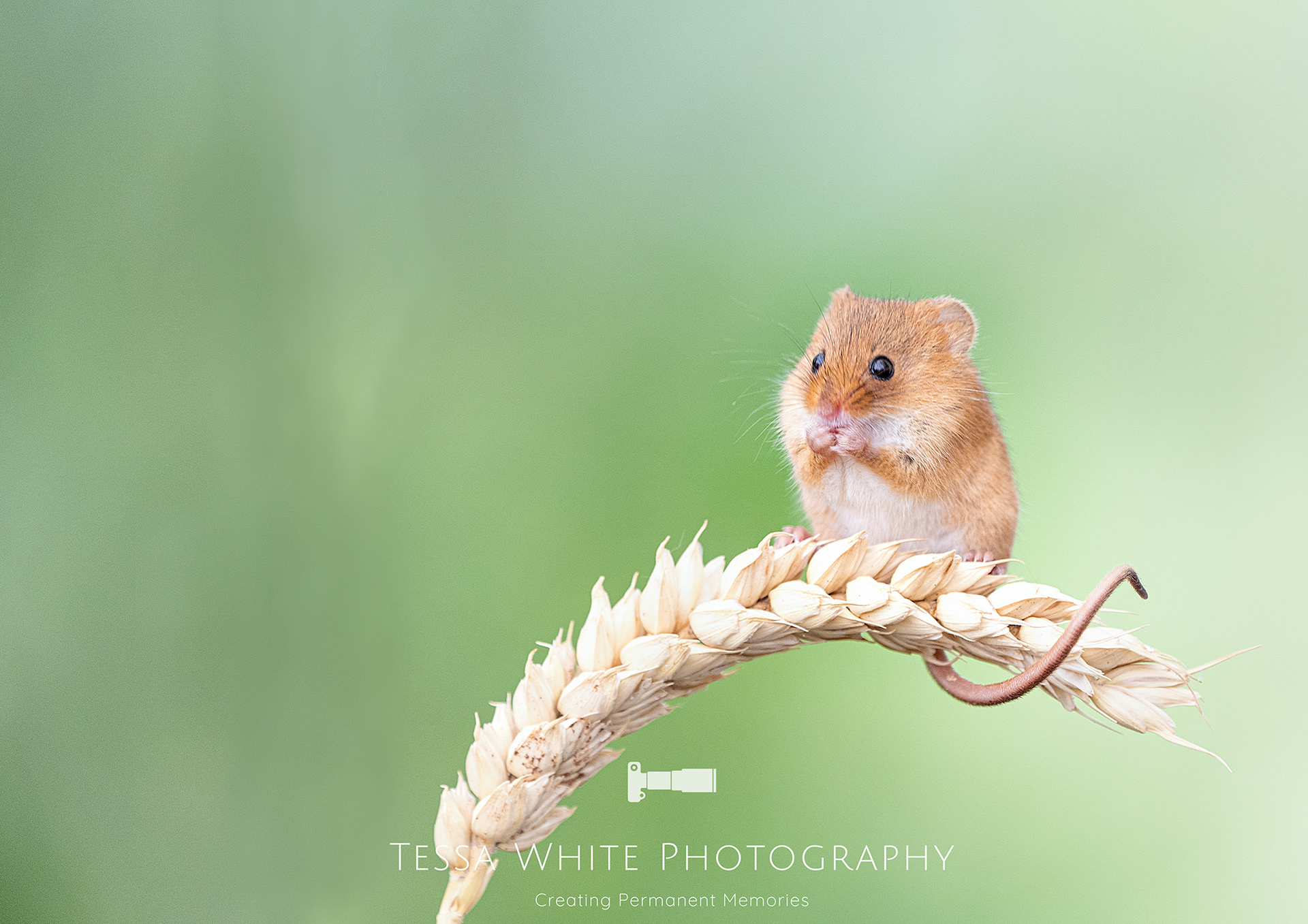 WL020    Harvest Mouse