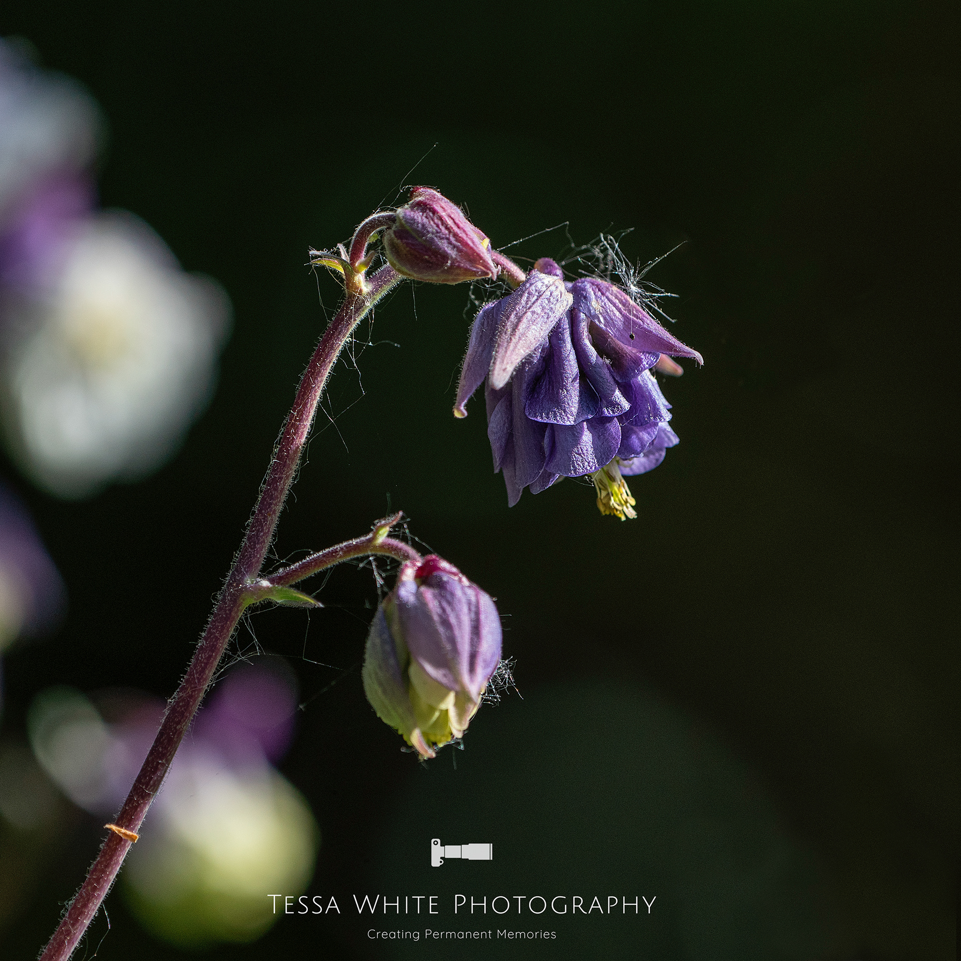 F006   Aquilegia