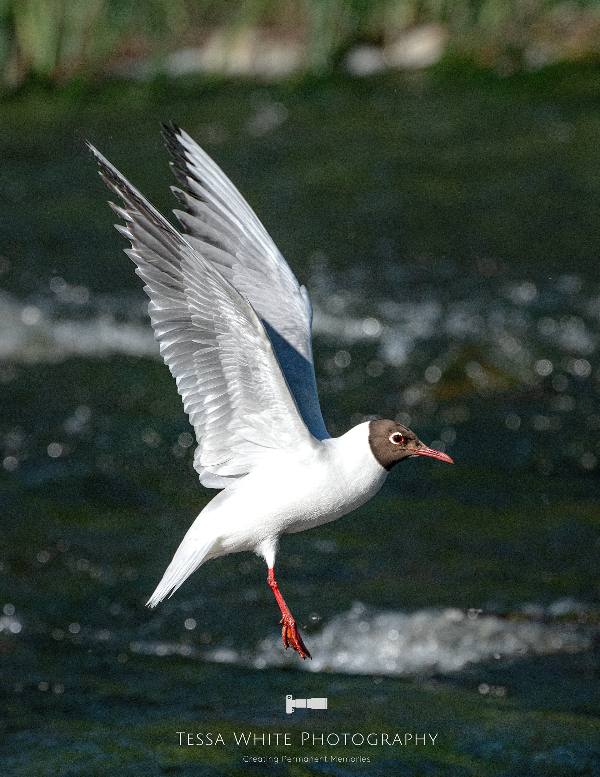 WL047   Black Headed Gull