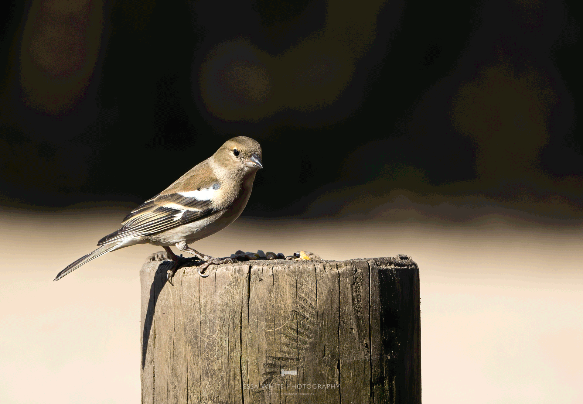 WL081 Chaffinch