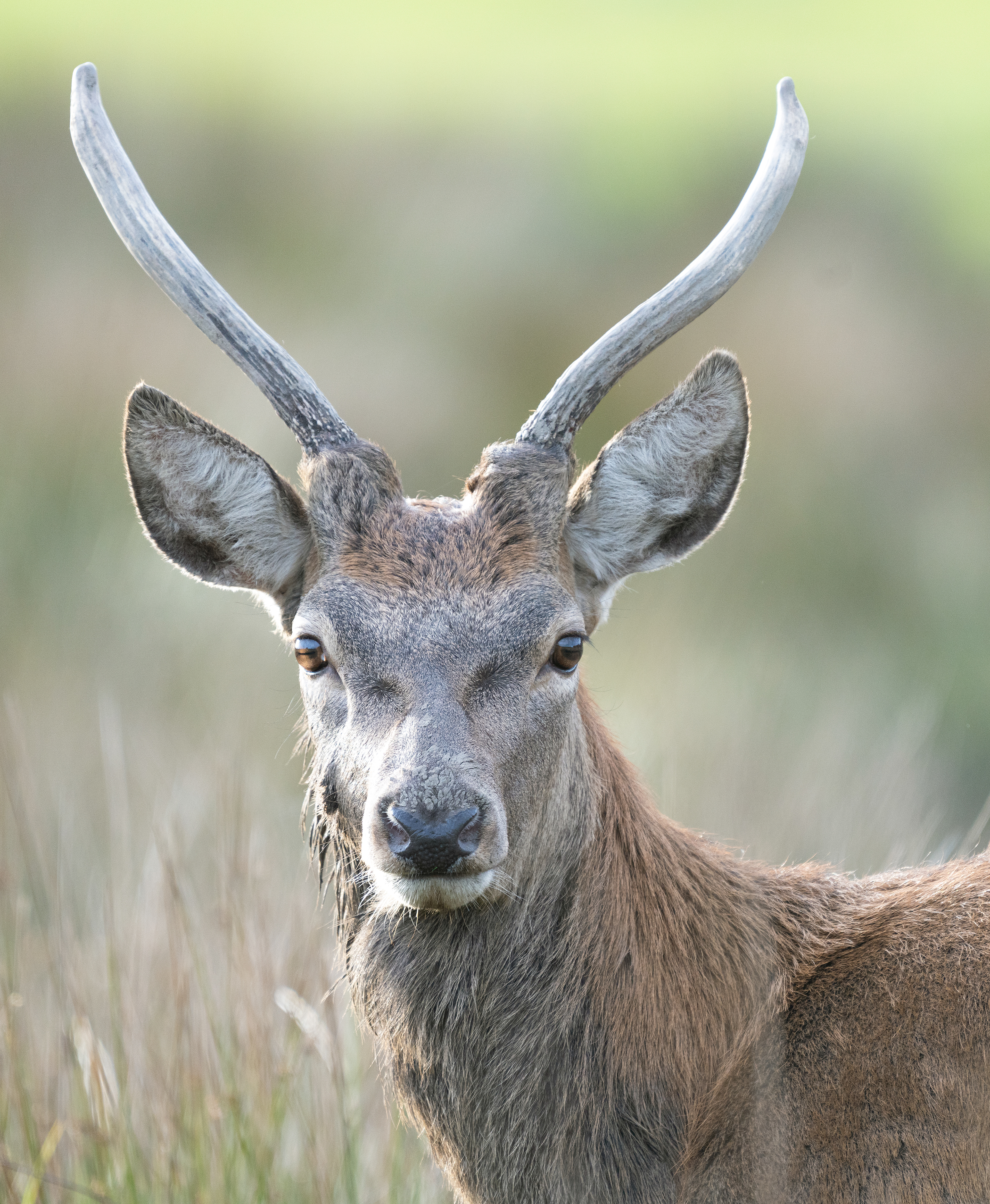 Red Deer