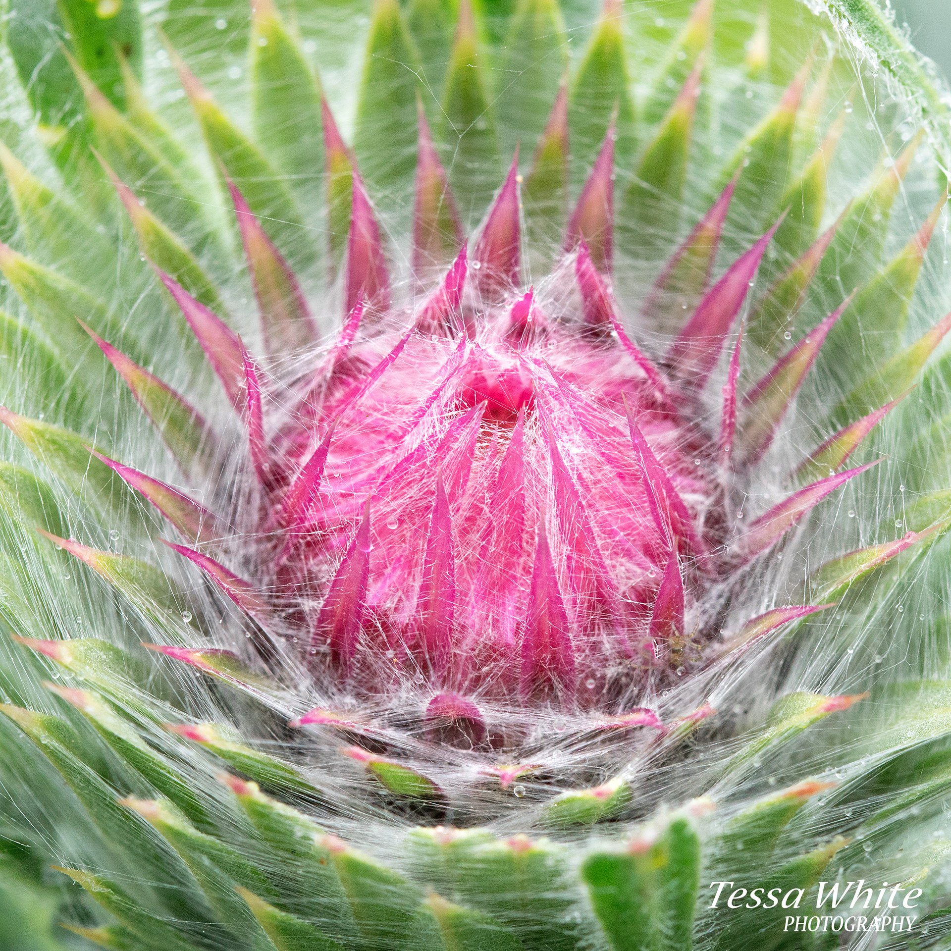 F004  Thistle