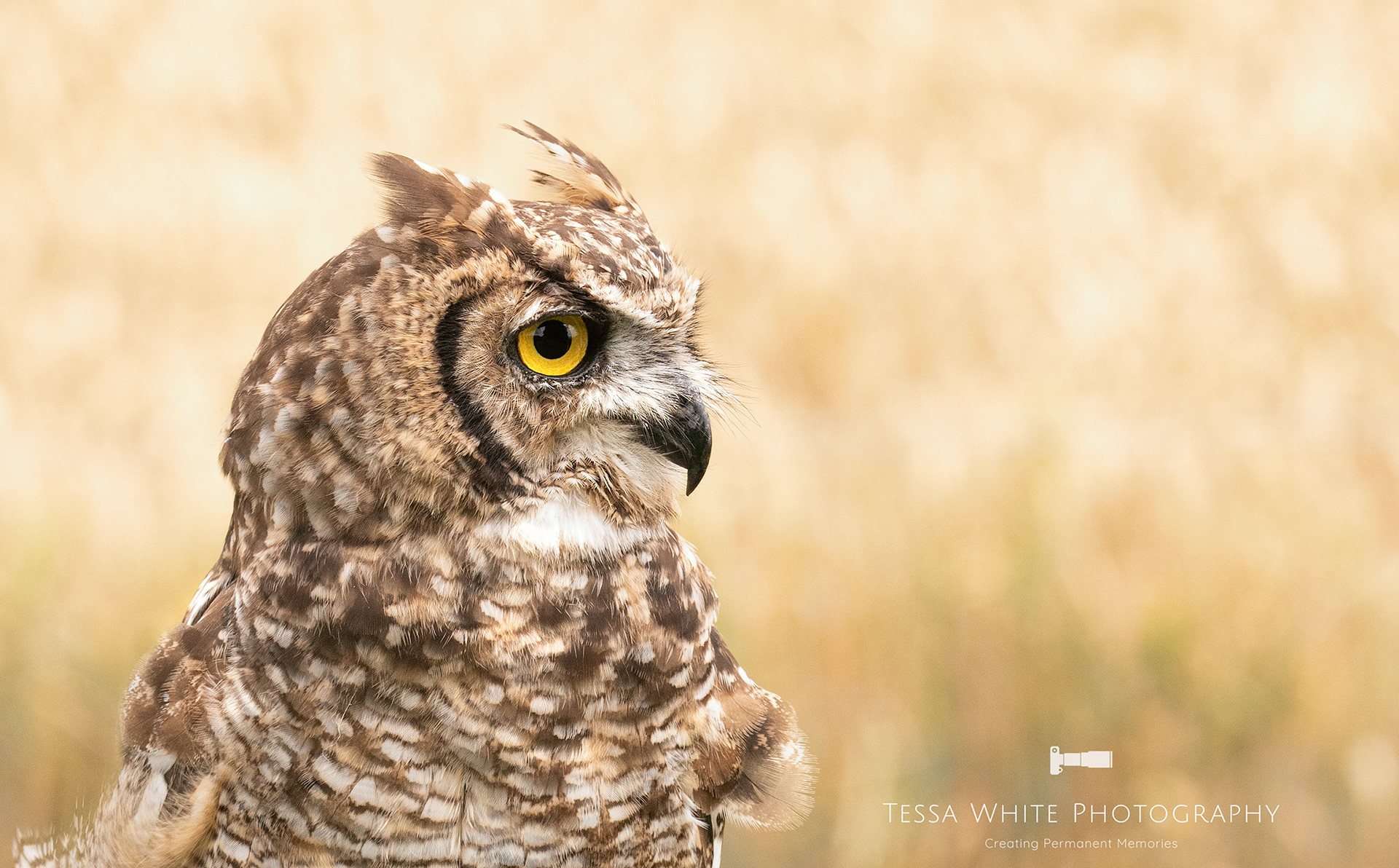 WL042    Short Eared Owl, Mere Falconry