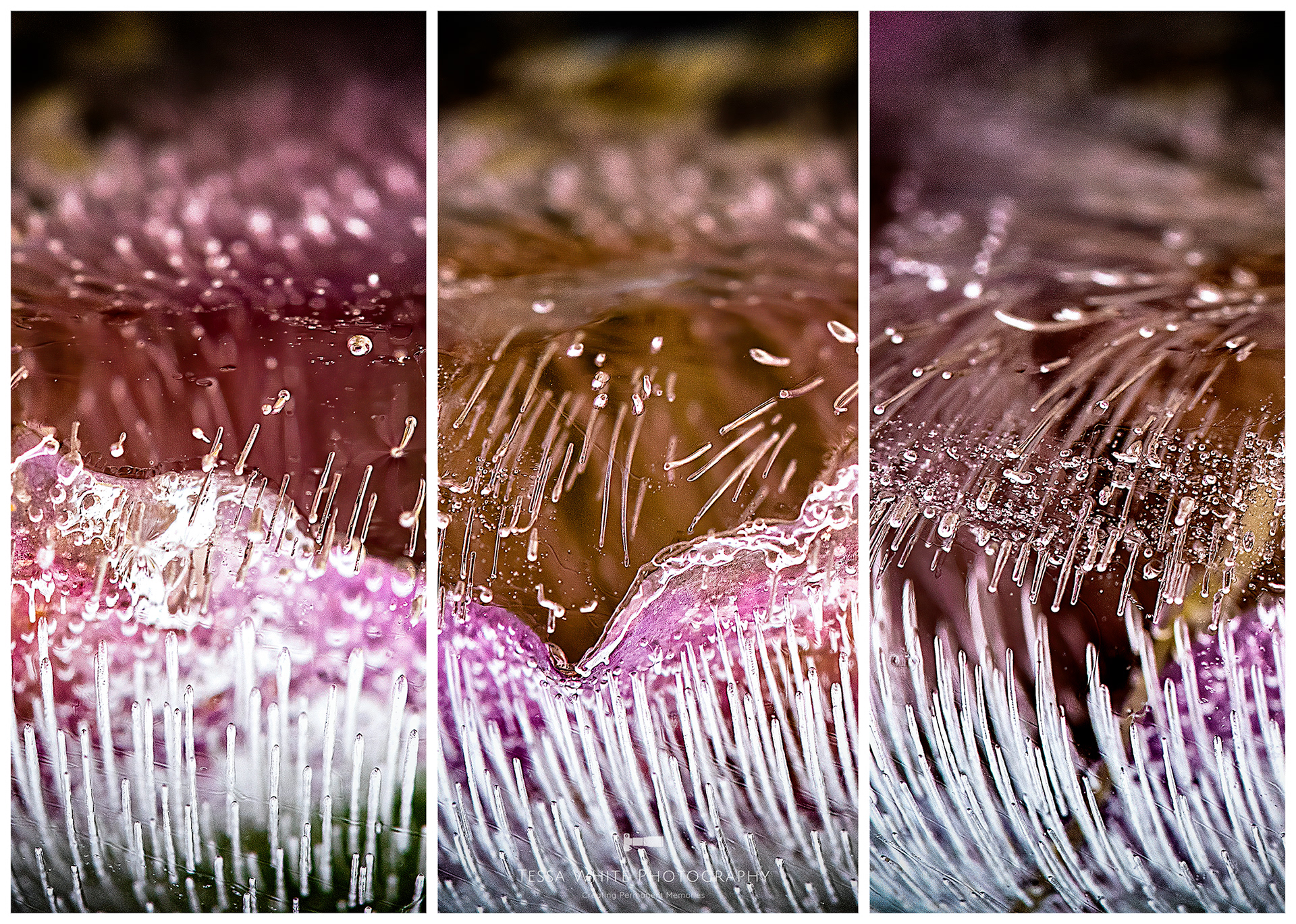 S027 Frozen Flowers