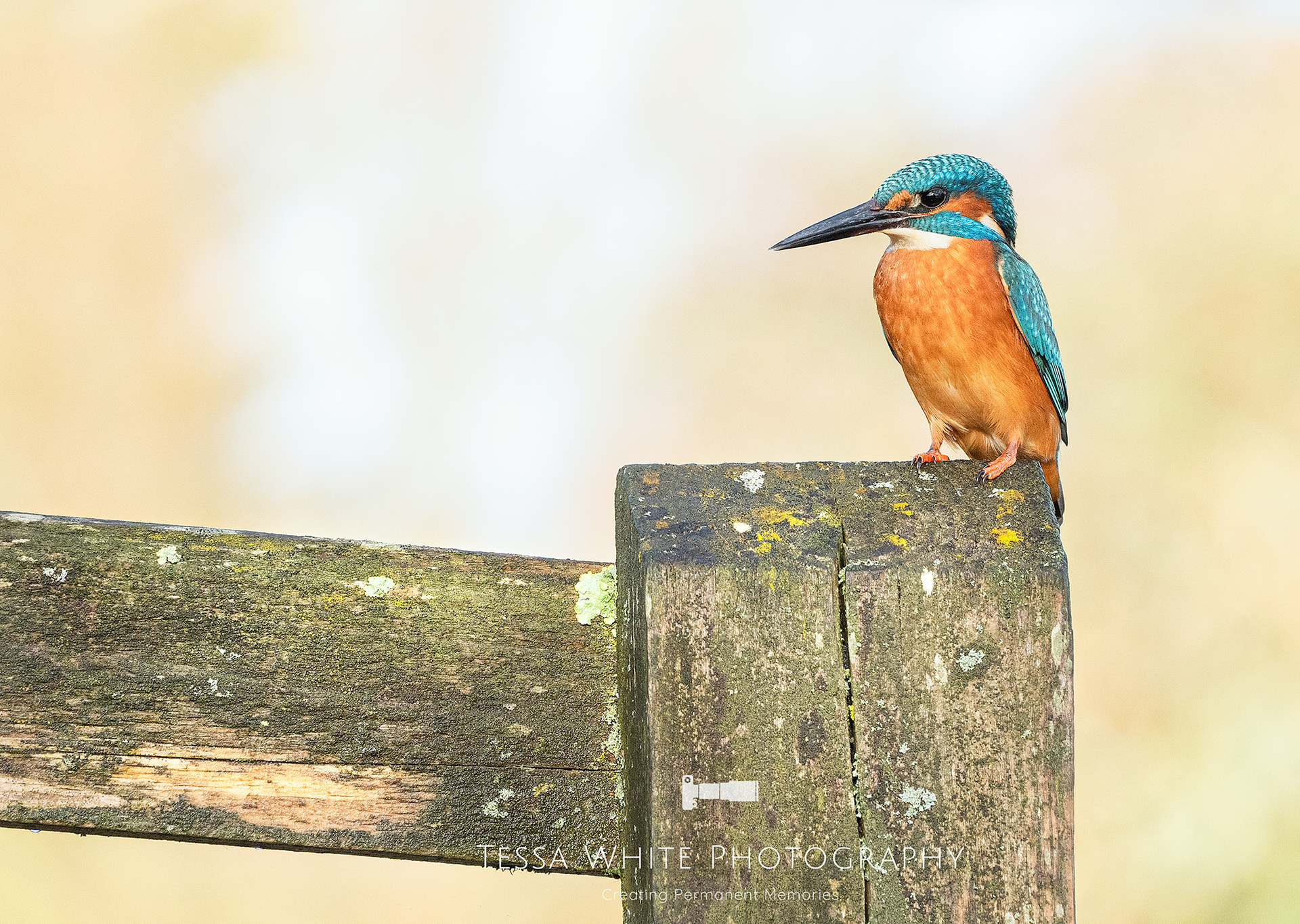 WL031    Kingfisher, River Stour