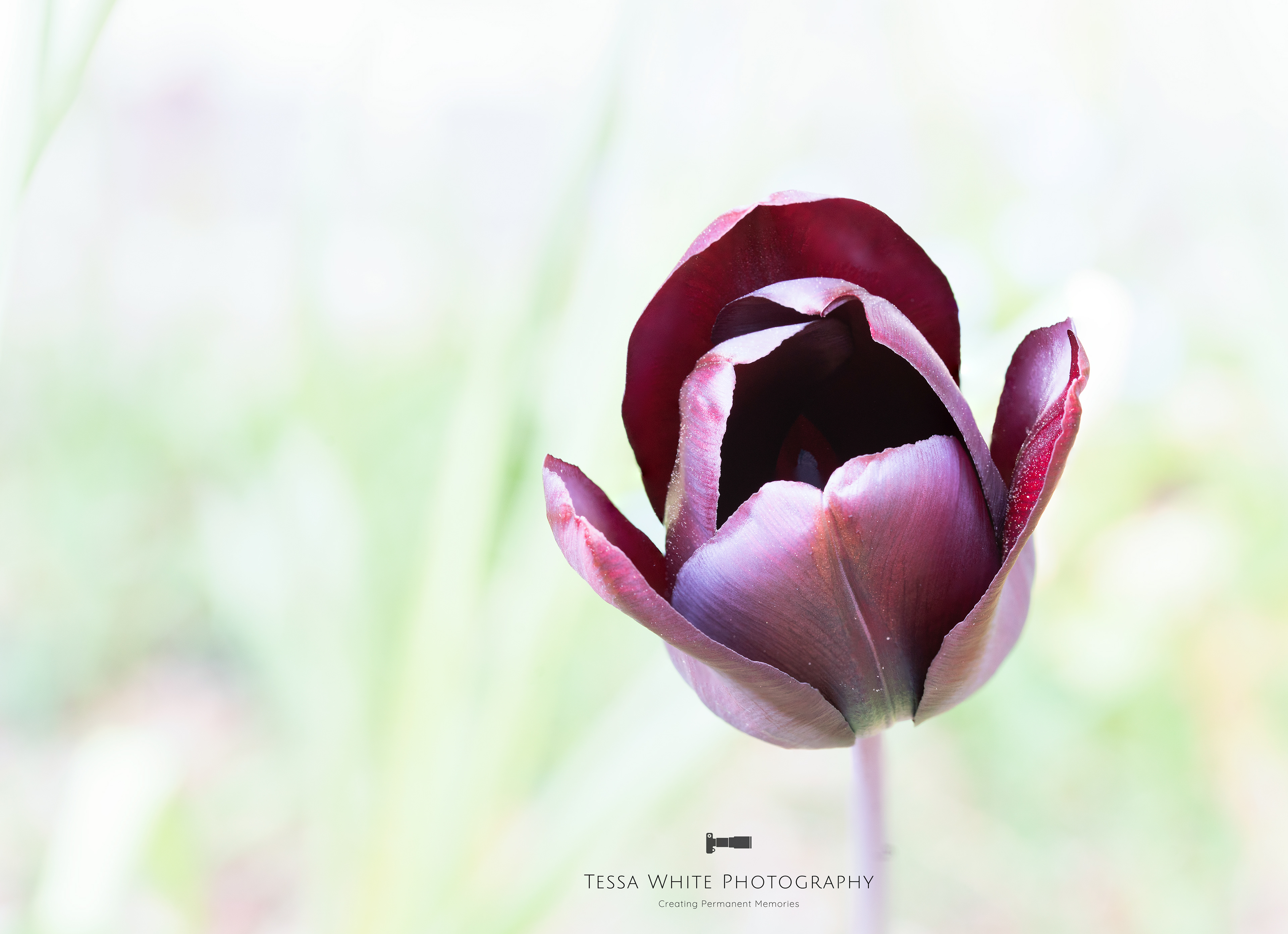 F012      Tulip