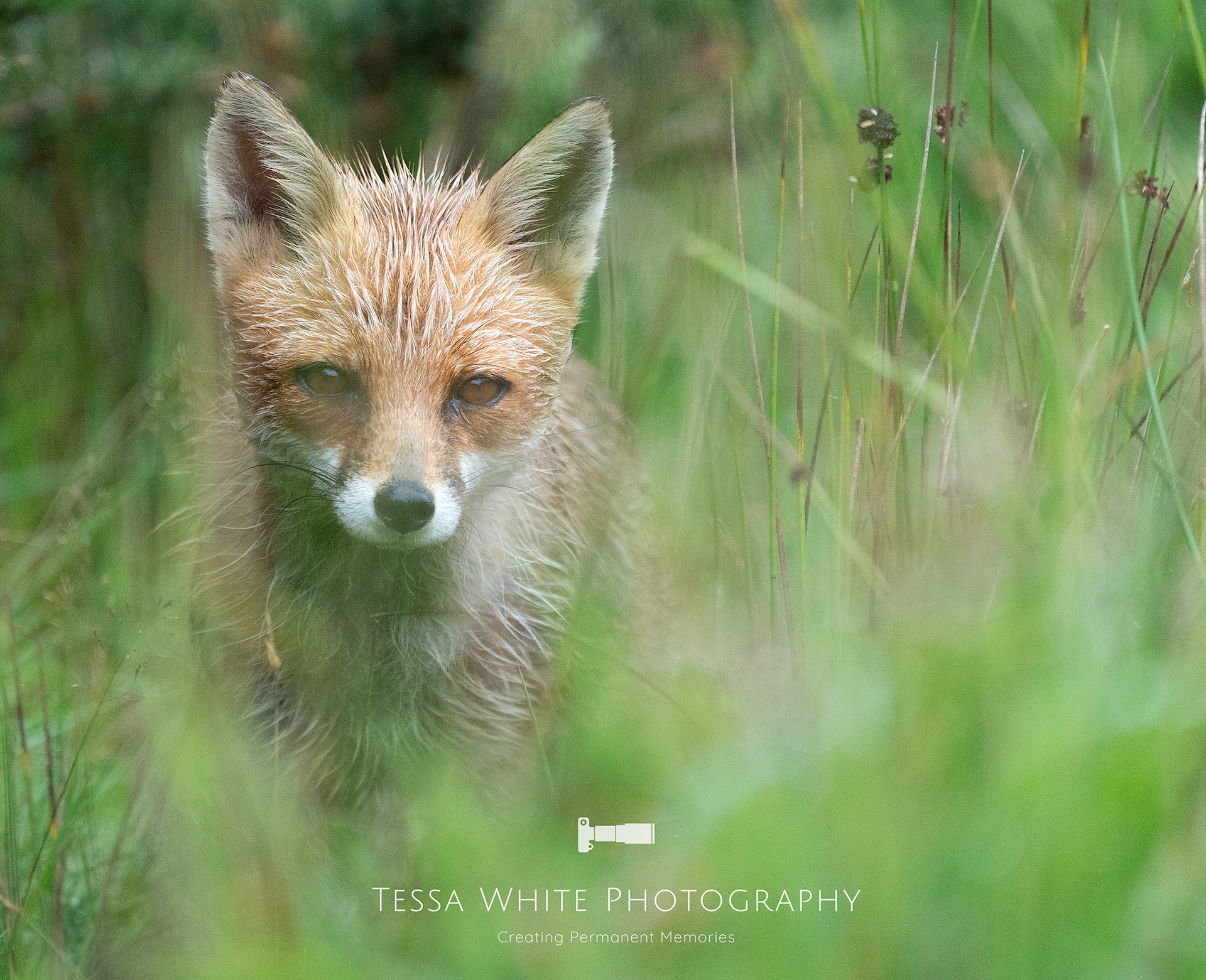WL014    Red Fox