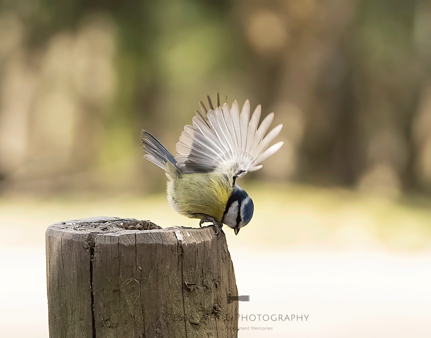 WL072 Blue Tit