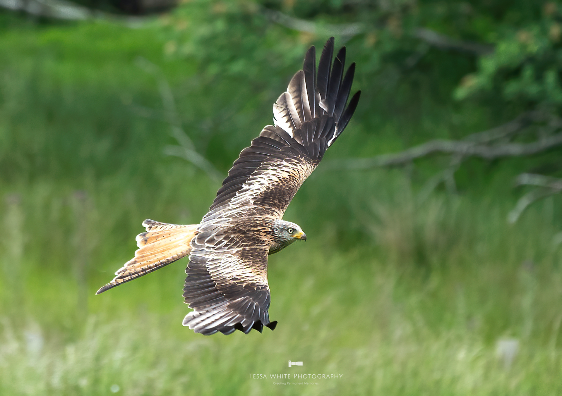 WL088 Red Kite 