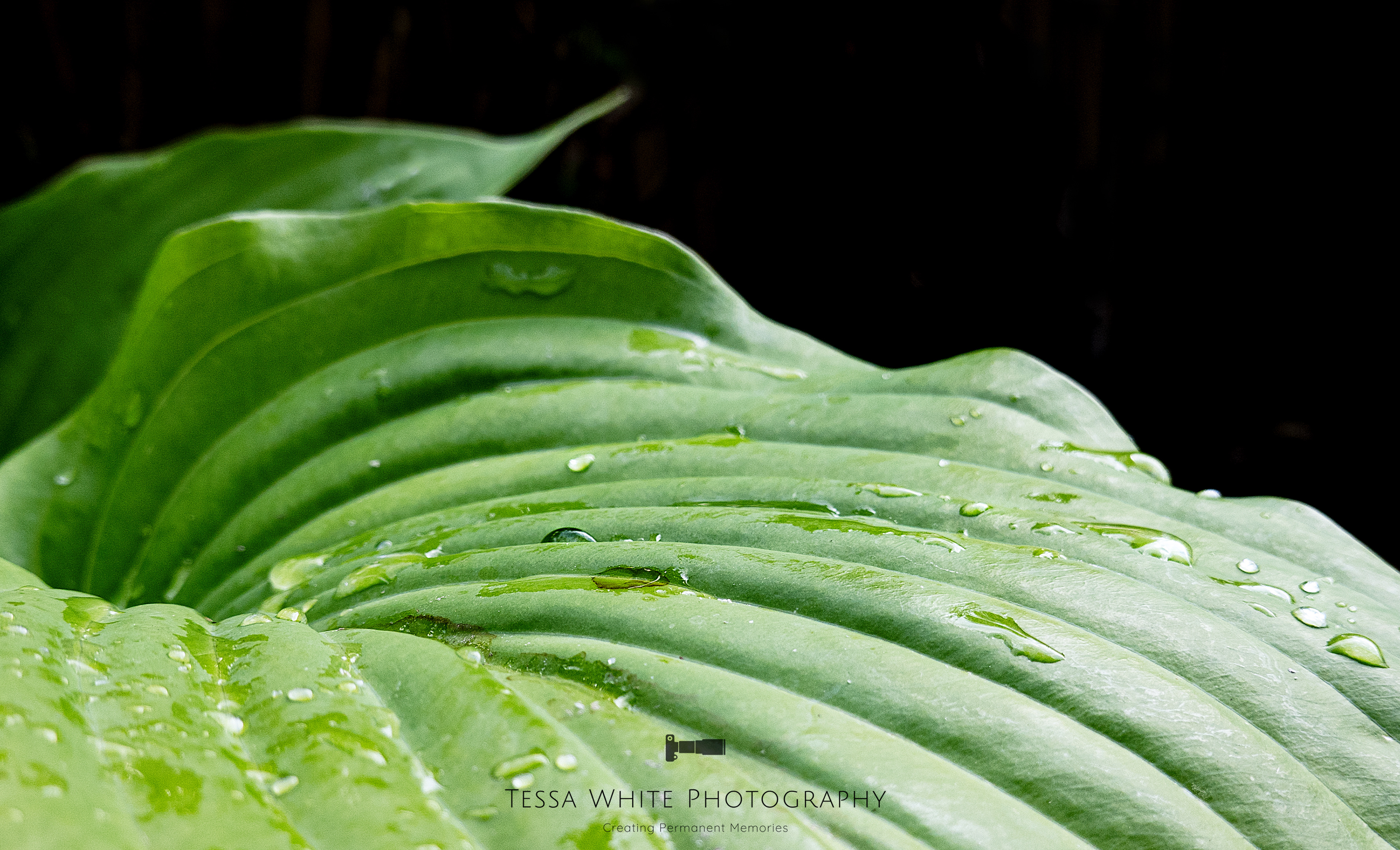 F005    Hosta