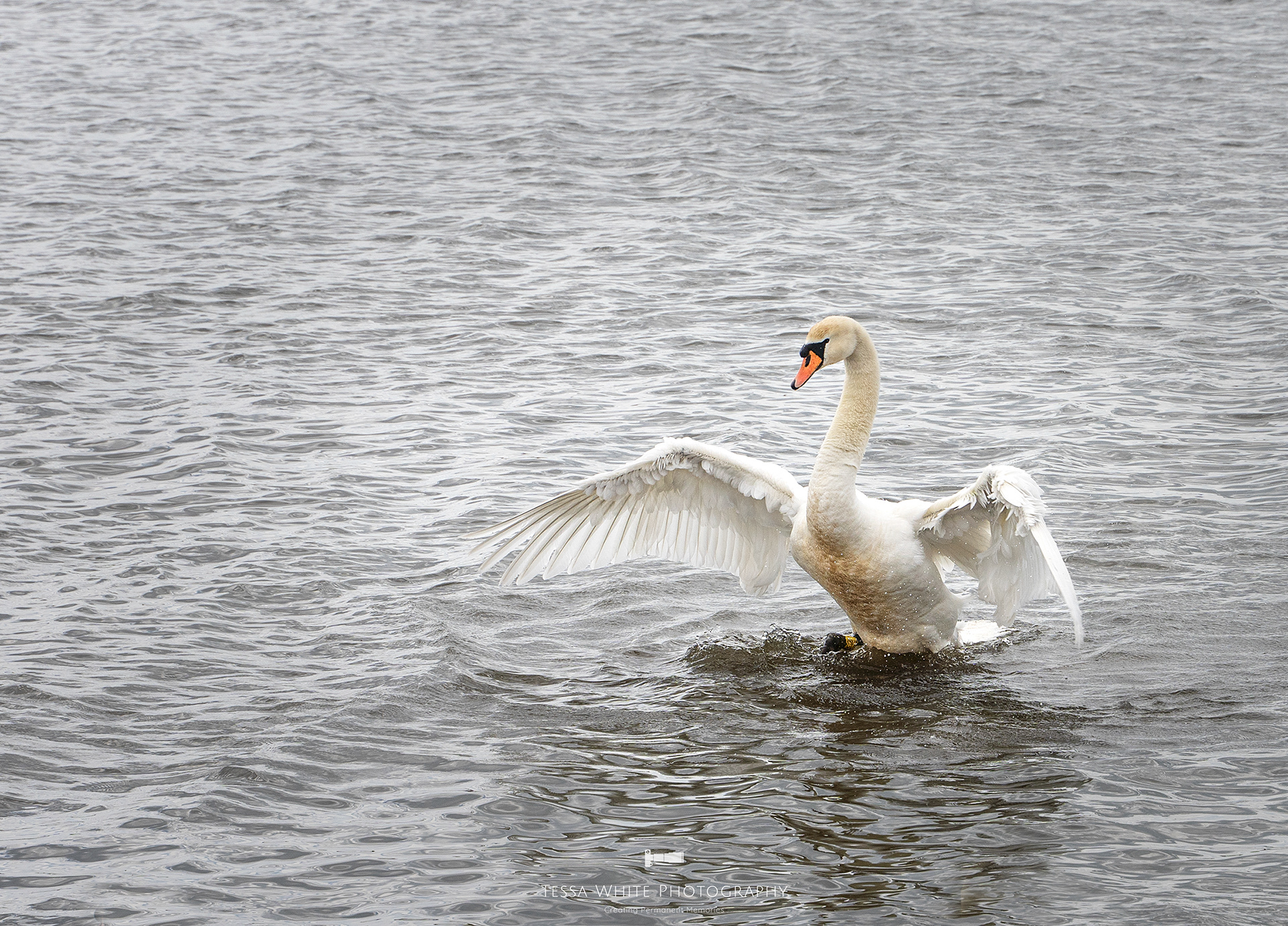 WL104 Mute Swan
