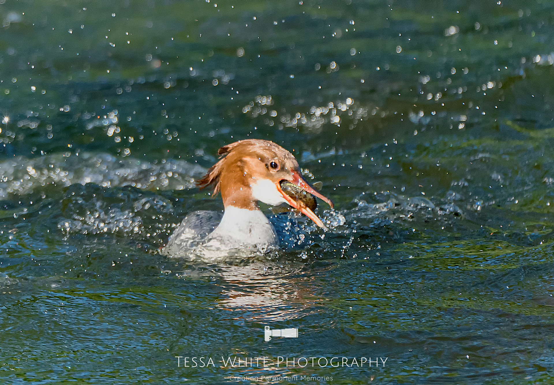 WL 051   Goosander Duck, River Stour, Dorset