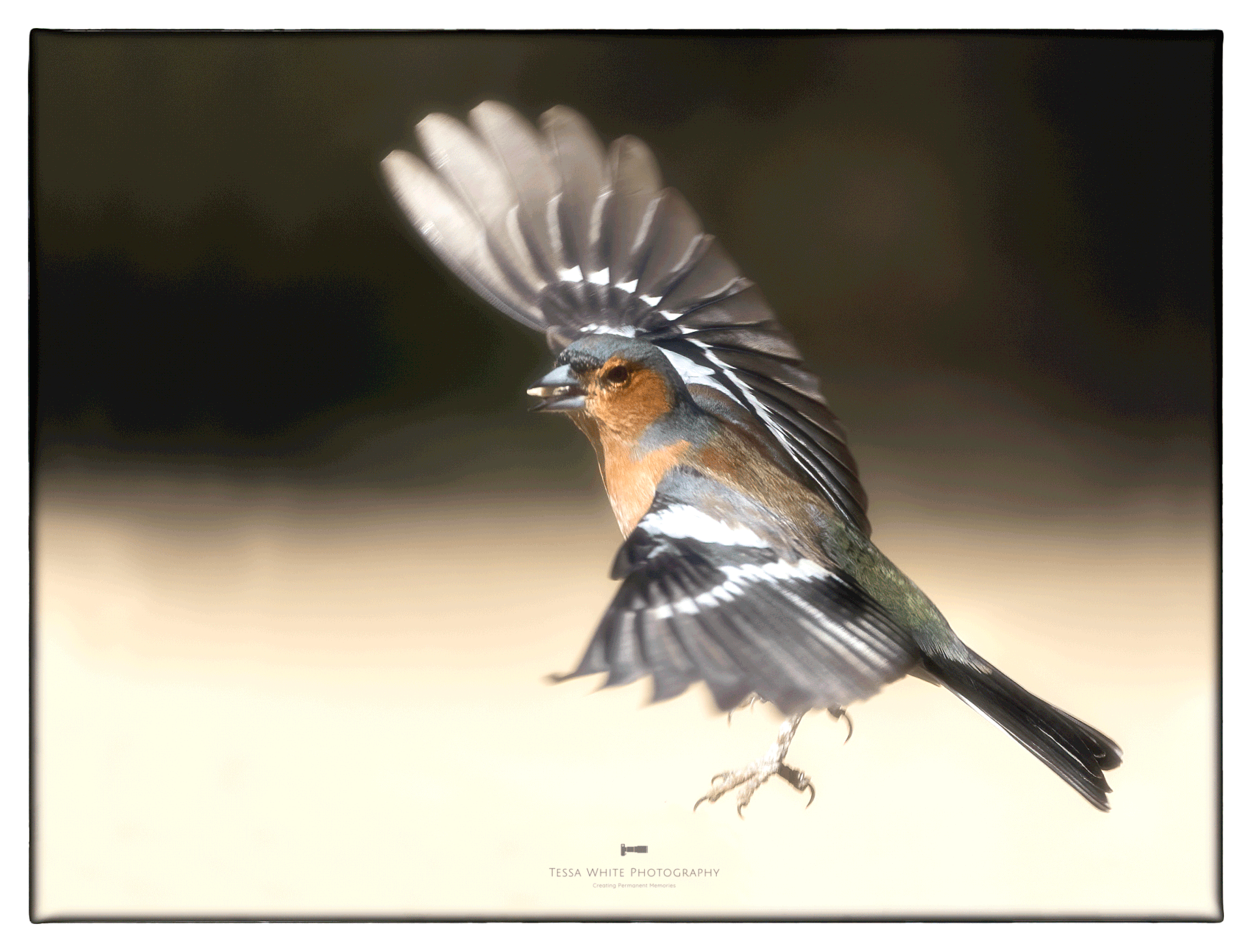 WL076 Chaffinch in Flight