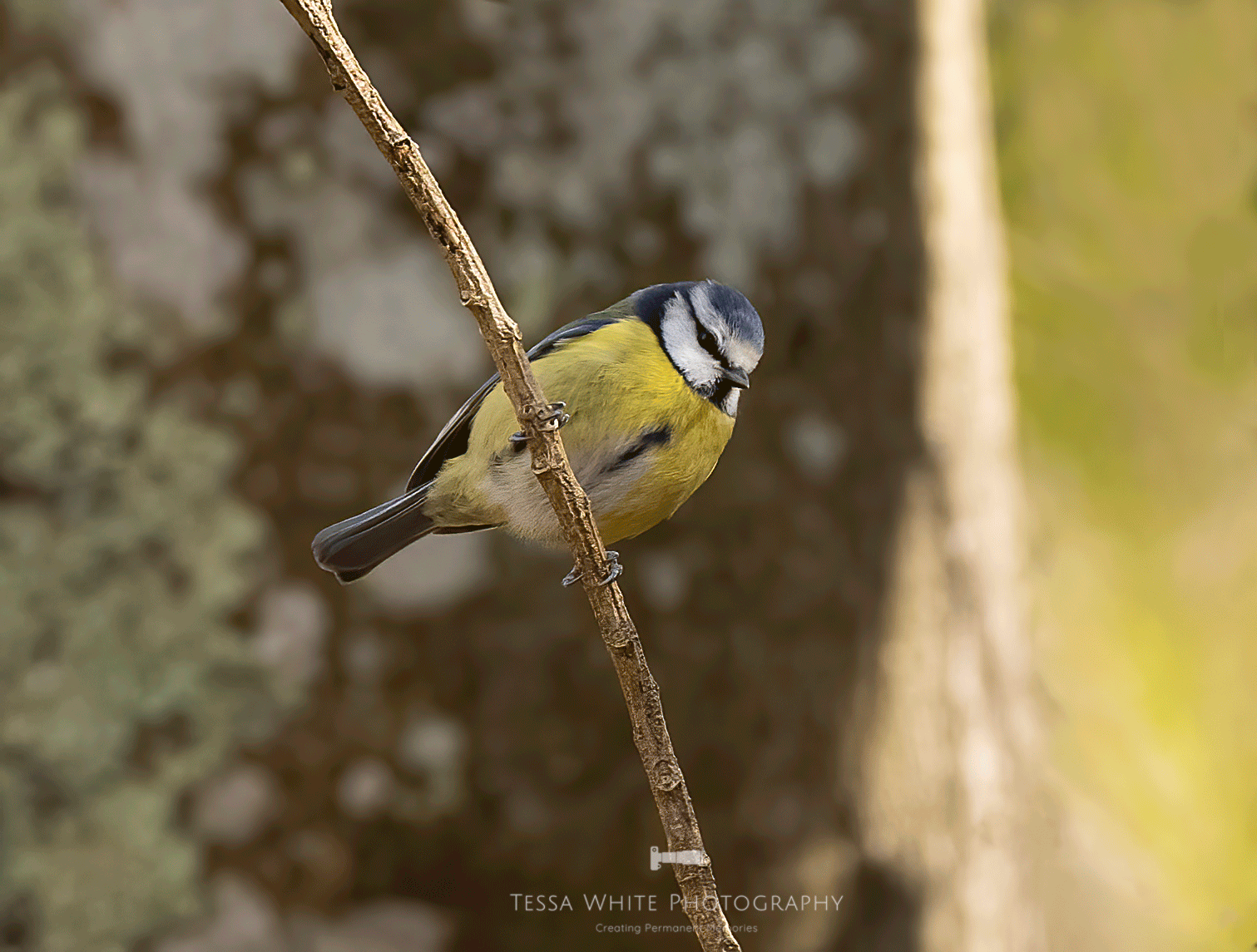 WL071 Blue Tit