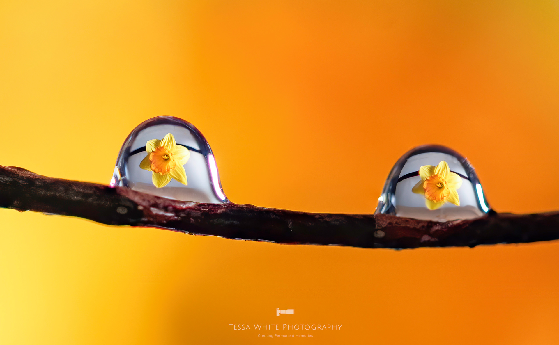 S022 Daffodil in a drip